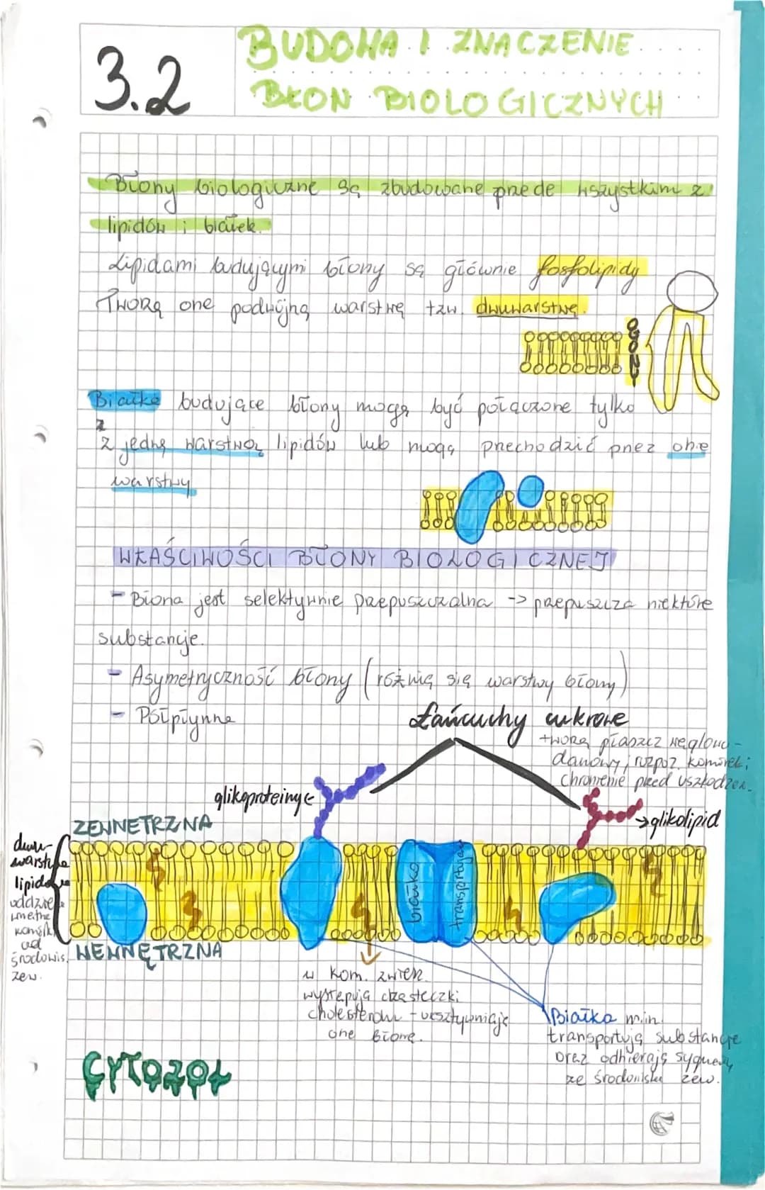 <p>Budowa błon biologicznych jest złożona głównie z lipidów i białek. W lipidach budujących błony dominują fosfolipidy, tworzące podwójną w