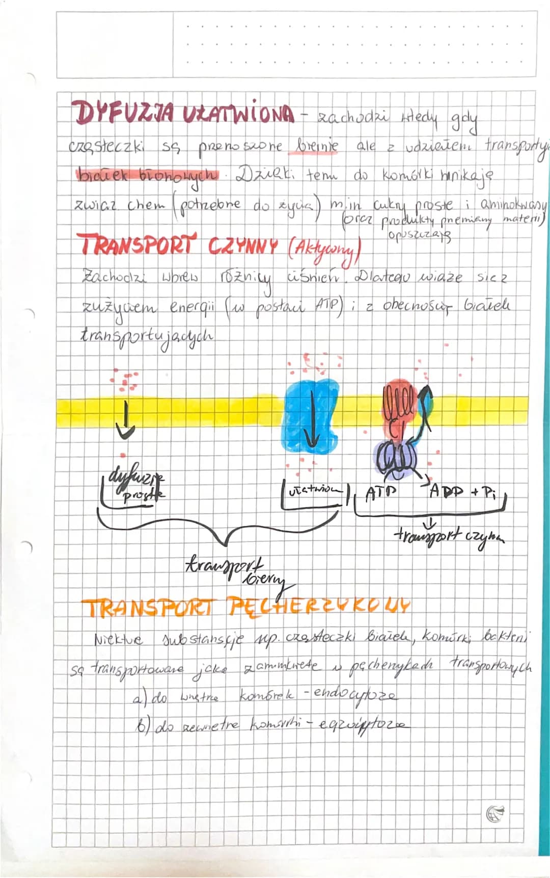 <p>Budowa błon biologicznych jest złożona głównie z lipidów i białek. W lipidach budujących błony dominują fosfolipidy, tworzące podwójną w