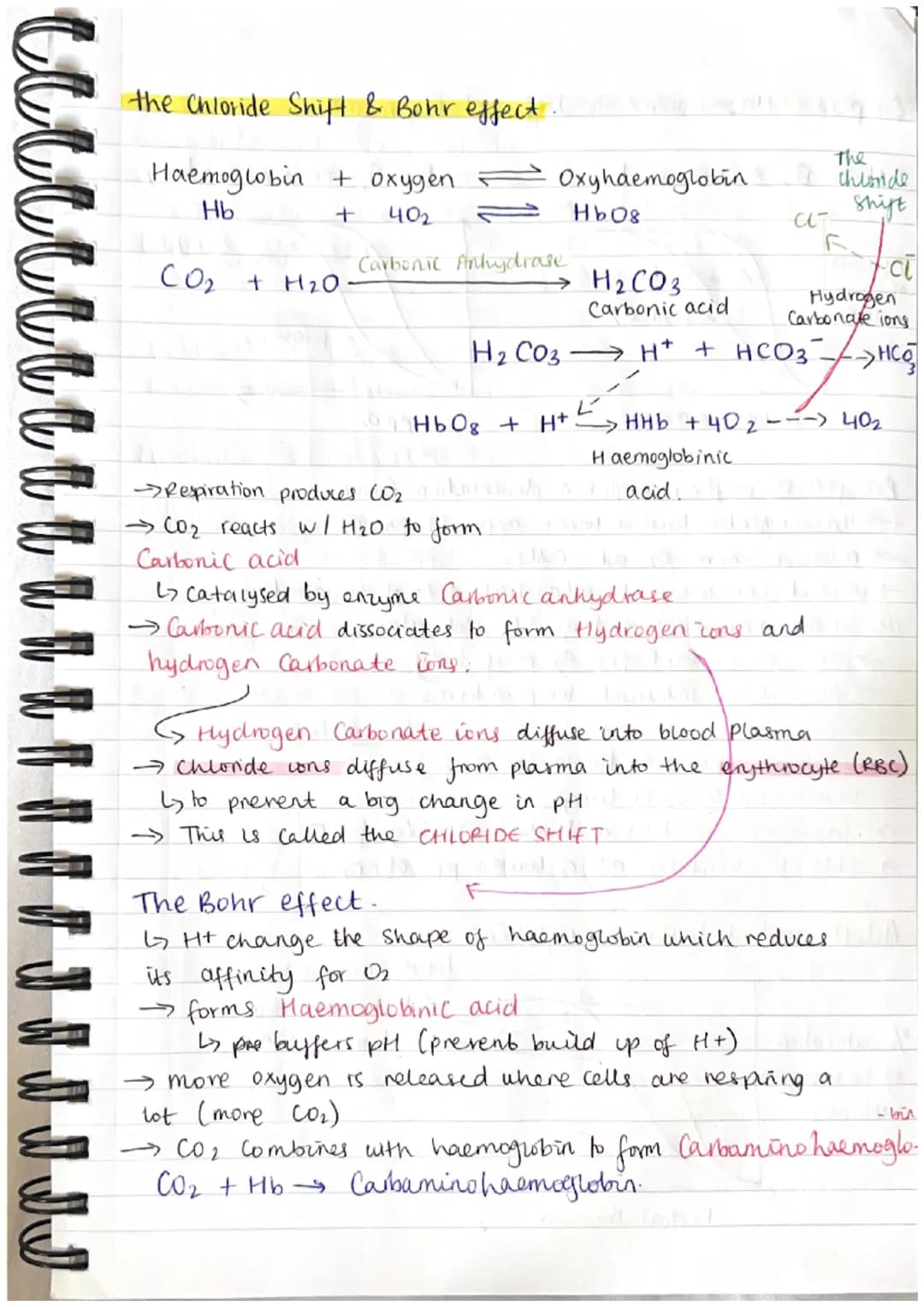 # TRANSPORT IN ANIMALS 3.1.2
Blood vessels
Arteries
elastic
tissue
folded
endothelium
thick
layer of
musete
namower
lumen
→ Arteries