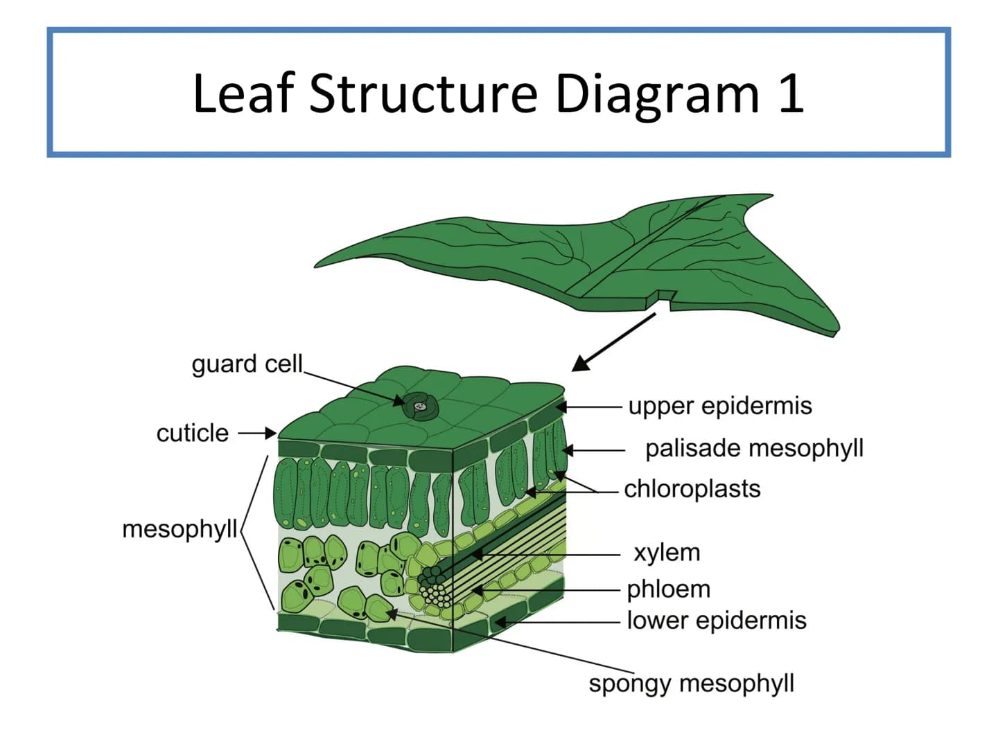 # N5 Unit 2 KA5
# Transport In Plants # N5 biology course
1. Cell Biology
2. Multicellular Organisms
3. Life on Earth Unit 2 – Multicellul