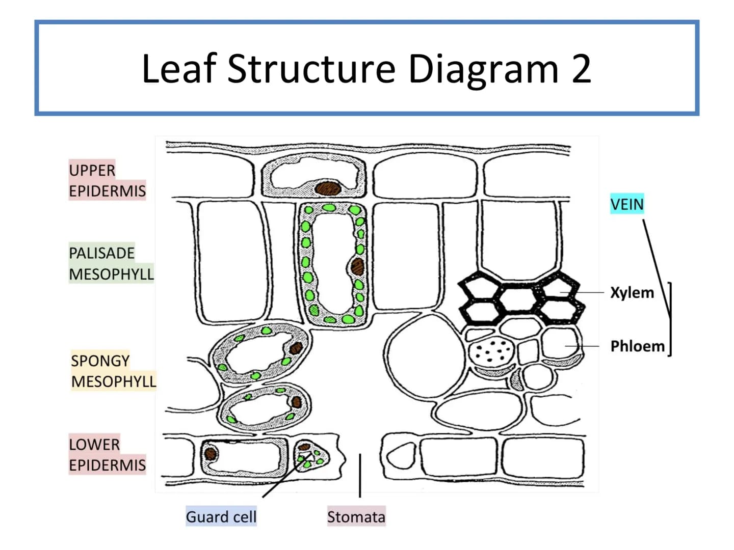 # N5 Unit 2 KA5
# Transport In Plants # N5 biology course
1. Cell Biology
2. Multicellular Organisms
3. Life on Earth Unit 2 – Multicellul