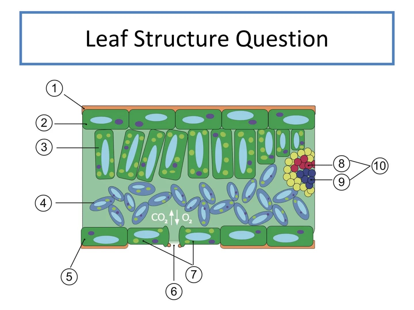 # N5 Unit 2 KA5
# Transport In Plants # N5 biology course
1. Cell Biology
2. Multicellular Organisms
3. Life on Earth Unit 2 – Multicellul