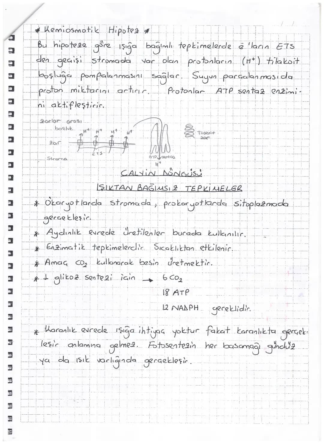 AYDINLIK EVRE
20
Işık
ATP
www Klorofil
20
ETS
H₂O 2e + H+H+ + 1/2O2
→ NADP+
2 ΝΑΔΡΗ
Atmosfere verilir.
Fotofosforilasyon Klorofilden ayrıl