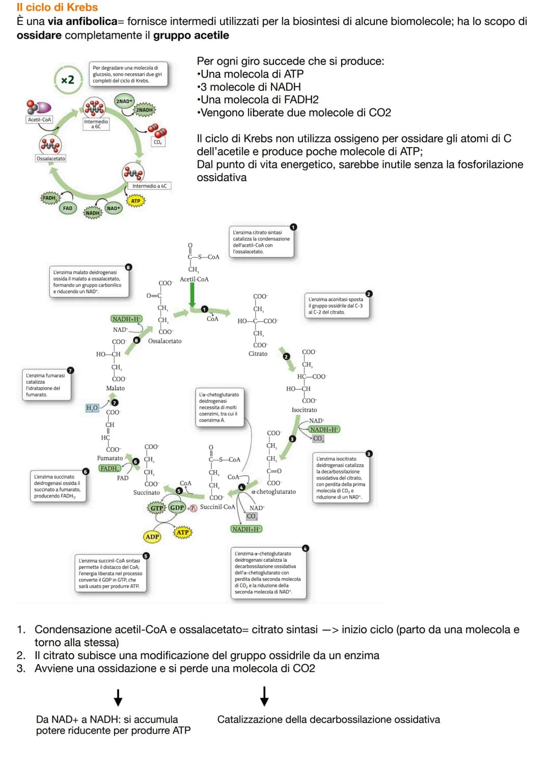 # I CARBOIDRATI
=composti biologici contenenti carbonio, idrogeno e ossigeno caratterizzati da gruppi ossidrili -OH;
comprendono monosaccari