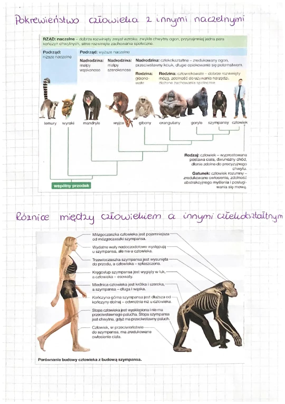 # ANTROPOGENEZA
Antropogeneza - procesy ewolucyjne prowadzące do
powstania gatunku człowieka rozumnego.
Całowiek nalezy do królestwa zwier