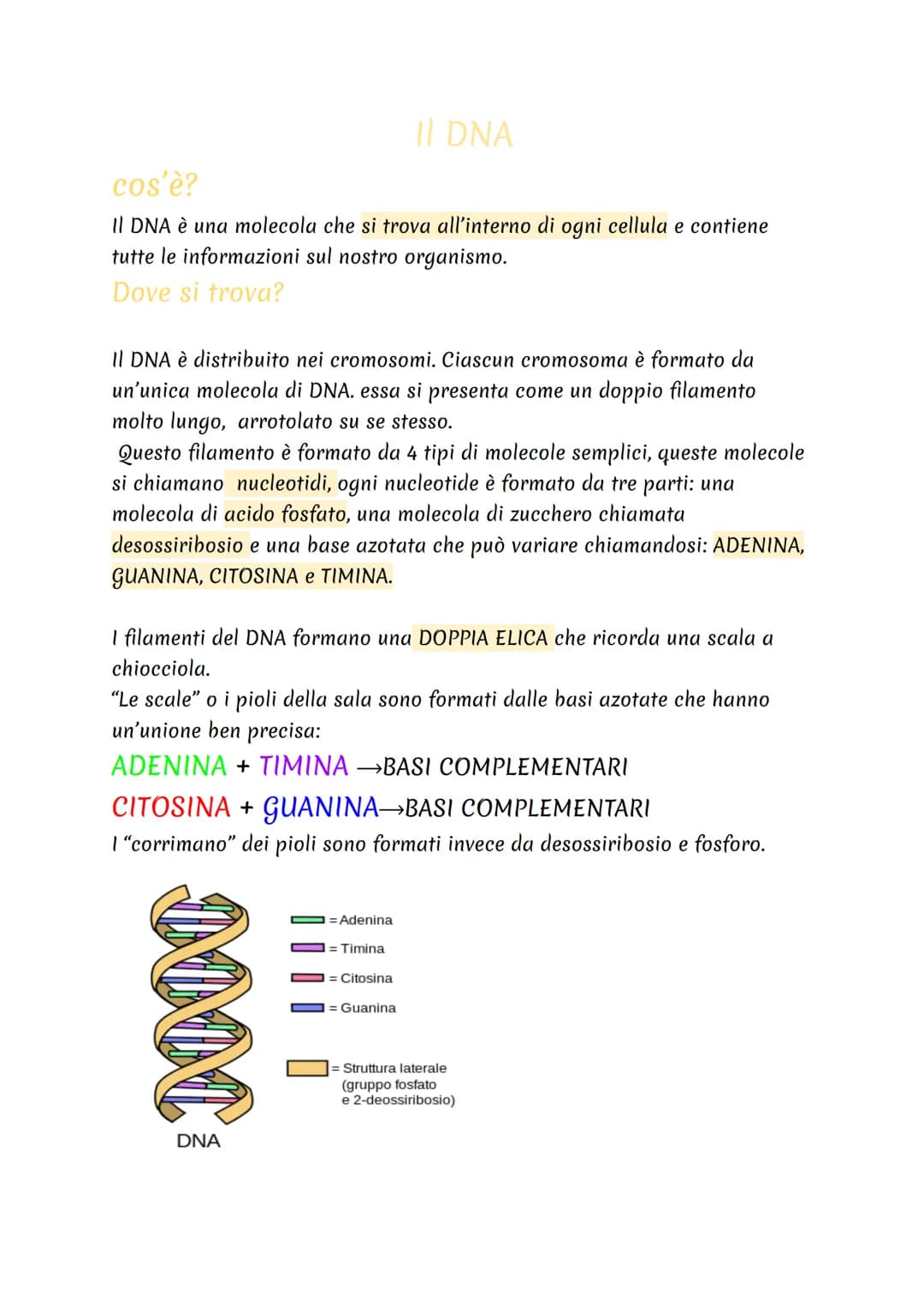cos'è?
II DNA
II DNA è una molecola che si trova all'interno di ogni cellula e contiene
tutte le informazioni sul nostro organismo.
Dove si