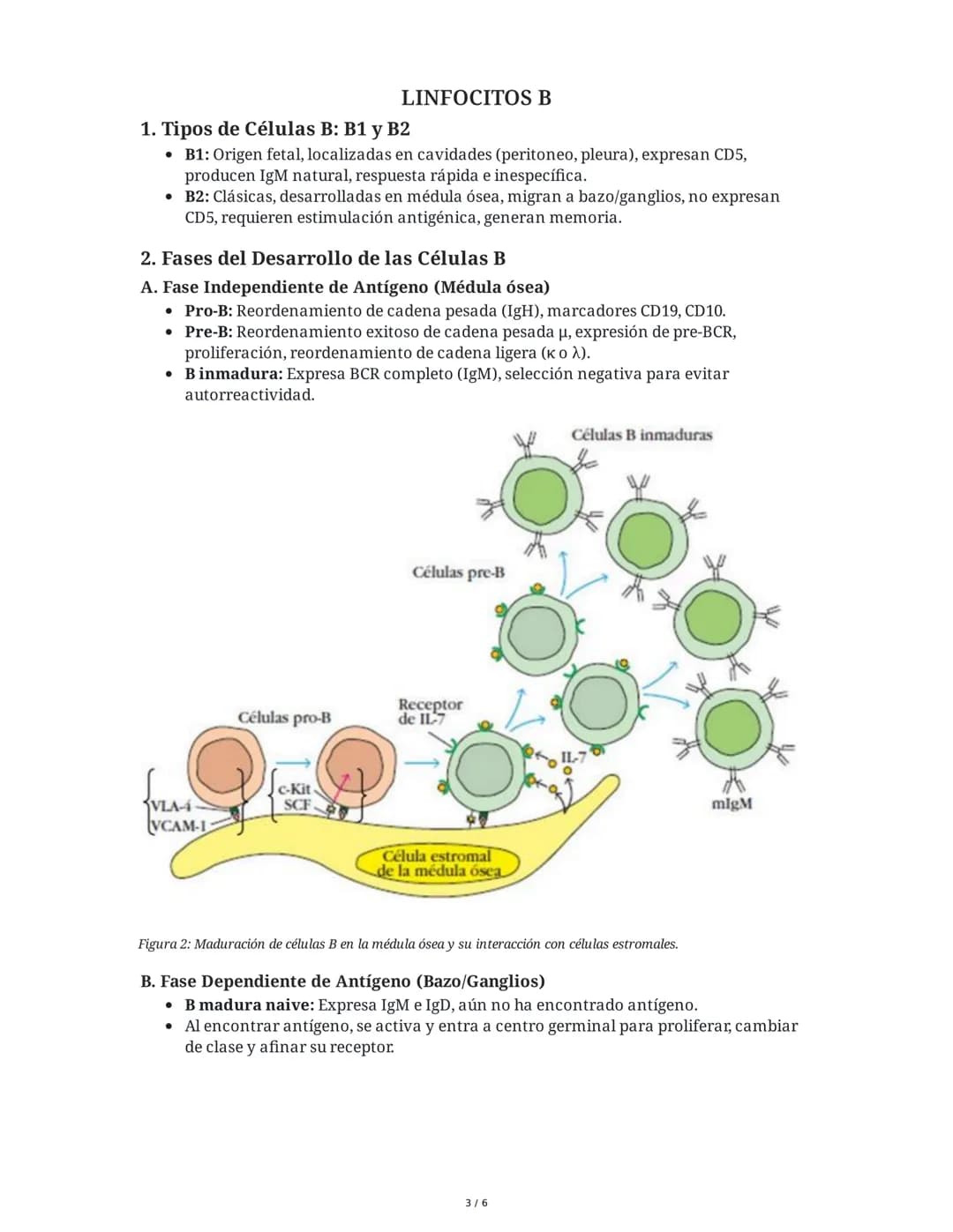 LINFOCITOS T
1. Ontogenia y Desarrollo de las Células T
El desarrollo de los linfocitos T inicia en la médula ósea con células madre
hematop