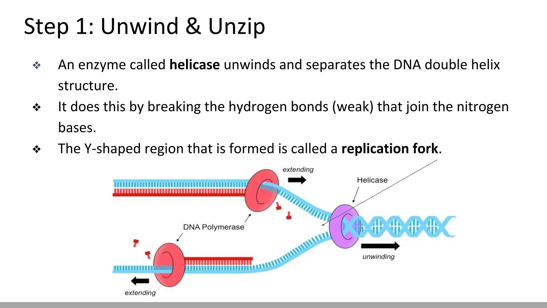 # DNA Replication
BiologyX final review # Cell Reproduction & DNA replication
* When a cell reproduces, it divides.
* When it divides,