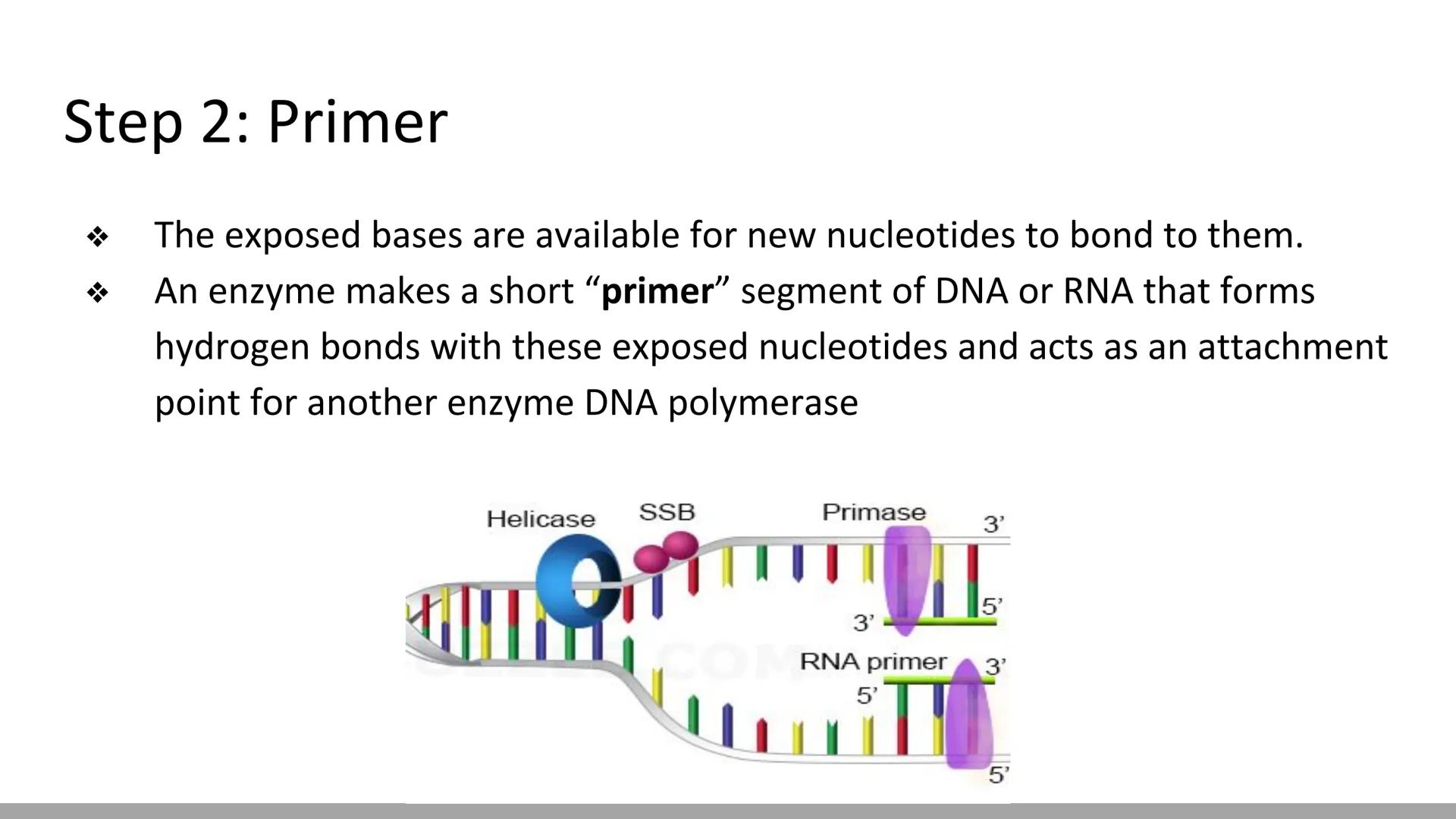 # DNA Replication
BiologyX final review # Cell Reproduction & DNA replication
* When a cell reproduces, it divides.
* When it divides,