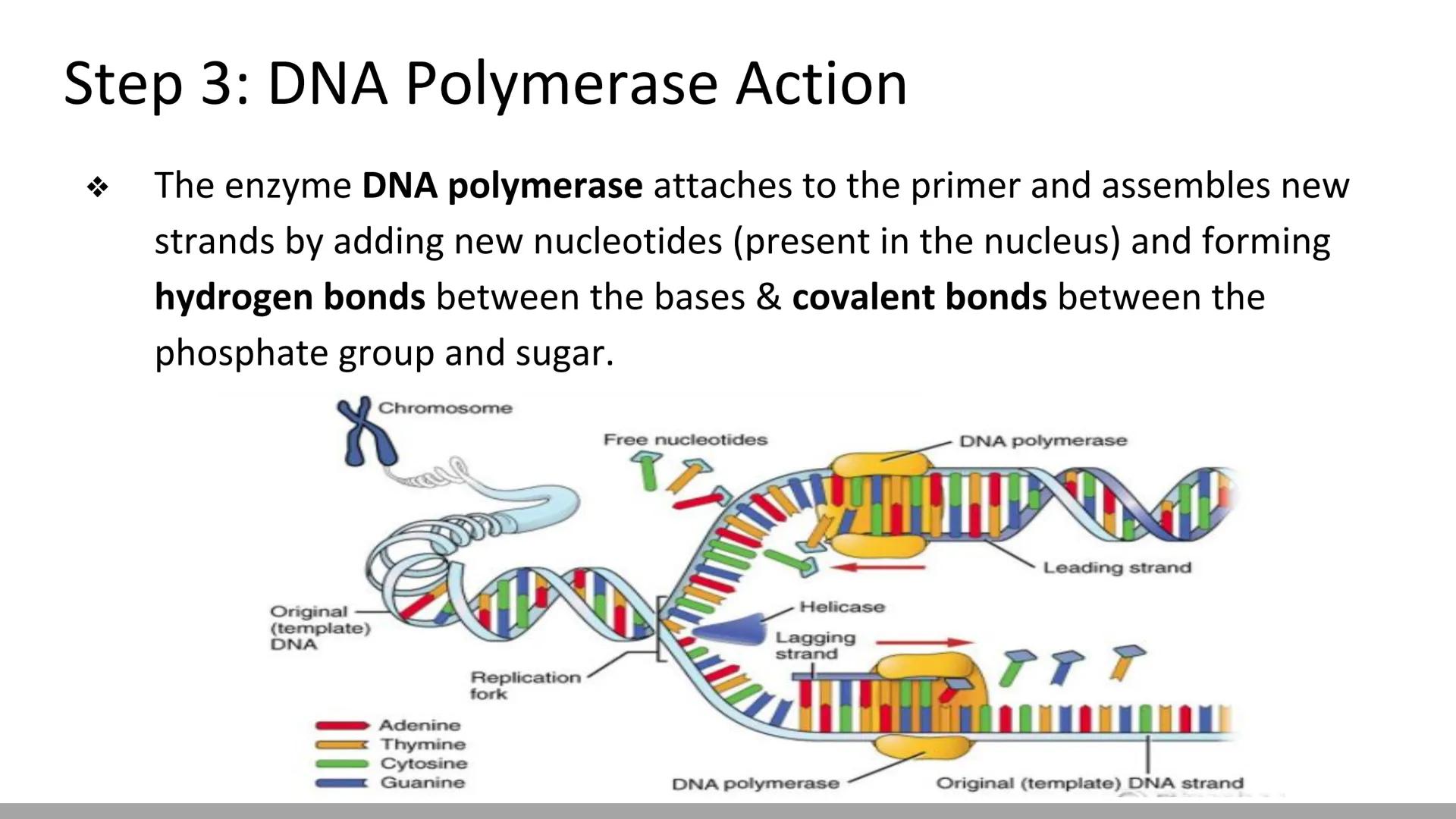 # DNA Replication
BiologyX final review # Cell Reproduction & DNA replication
* When a cell reproduces, it divides.
* When it divides,