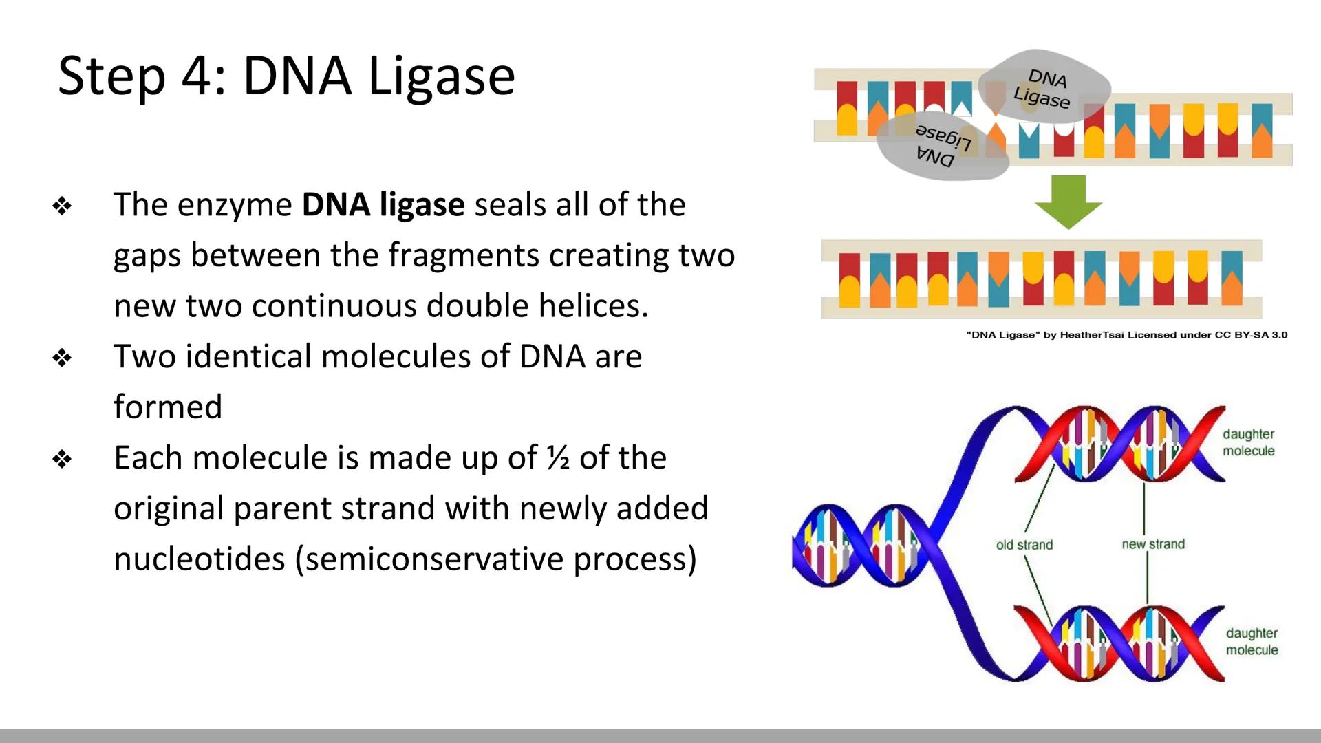 # DNA Replication
BiologyX final review # Cell Reproduction & DNA replication
* When a cell reproduces, it divides.
* When it divides,