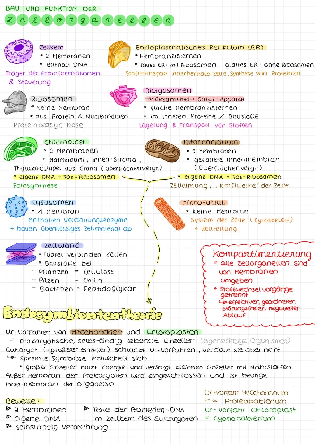 # Biologie Arbeit nr. 1
Endoplasmatisches
Retikulum (ER)
Chloroplast
Mitochondrium
Cytoplasma
Zellmembran
Zellwand
(pflanzliche zelle