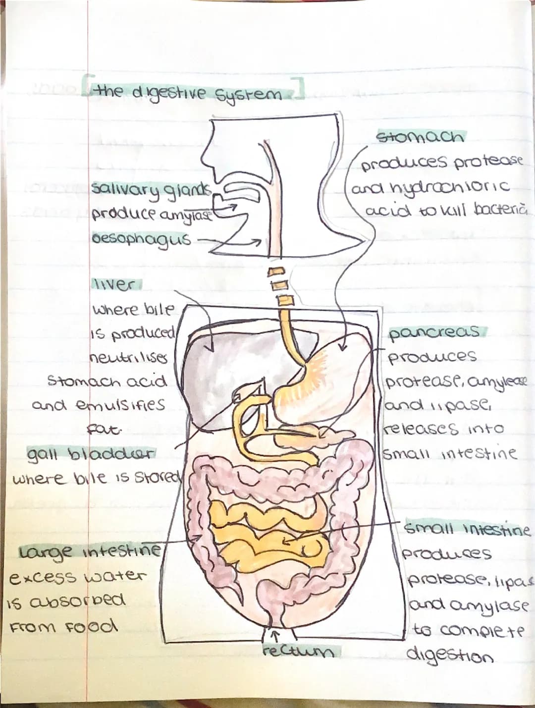 # BIOLOGY
Communicable and non-communicable
diseases.
* communicable diseases can be Spread,
From person to person or animals and
people