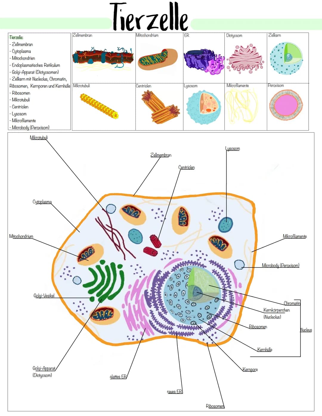 Zellbiologie # Pflanzliche- und Tierische Zelle
Zellorganelle
| Organell | Tierzelle | Pflanzenzelle | Funktion