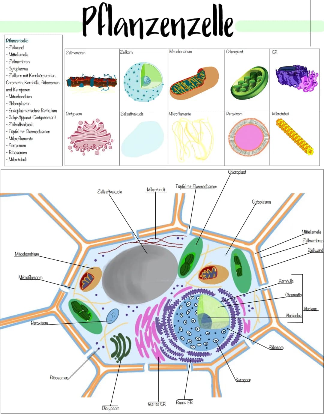 Zellbiologie # Pflanzliche- und Tierische Zelle
Zellorganelle
| Organell | Tierzelle | Pflanzenzelle | Funktion