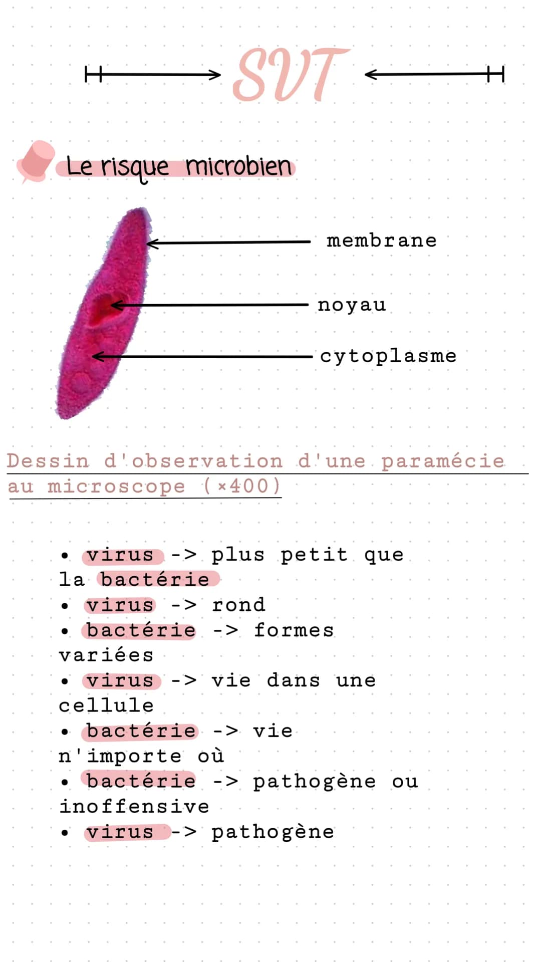 H$\,\rightarrow$SVTH
Le risque microbien
membrane
noyau
cytoplasme
Dessin d'observation d'une paramécie
au microscope (x400)
* virus