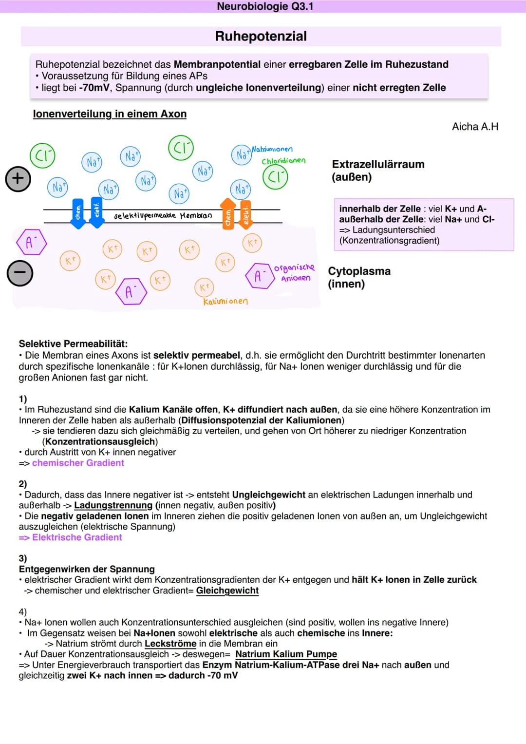 # Q3.1 Neurobiologie
Aicha A.H Neurobiologie Q3.1
Bau und Funktion der Nervenzelle
Aicha A.H
DAS NEURON (NERVENZELLE)
Motoneuron
Dentr