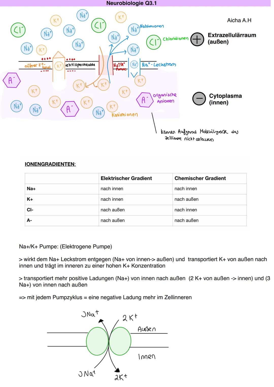 # Q3.1 Neurobiologie
Aicha A.H Neurobiologie Q3.1
Bau und Funktion der Nervenzelle
Aicha A.H
DAS NEURON (NERVENZELLE)
Motoneuron
Dentr