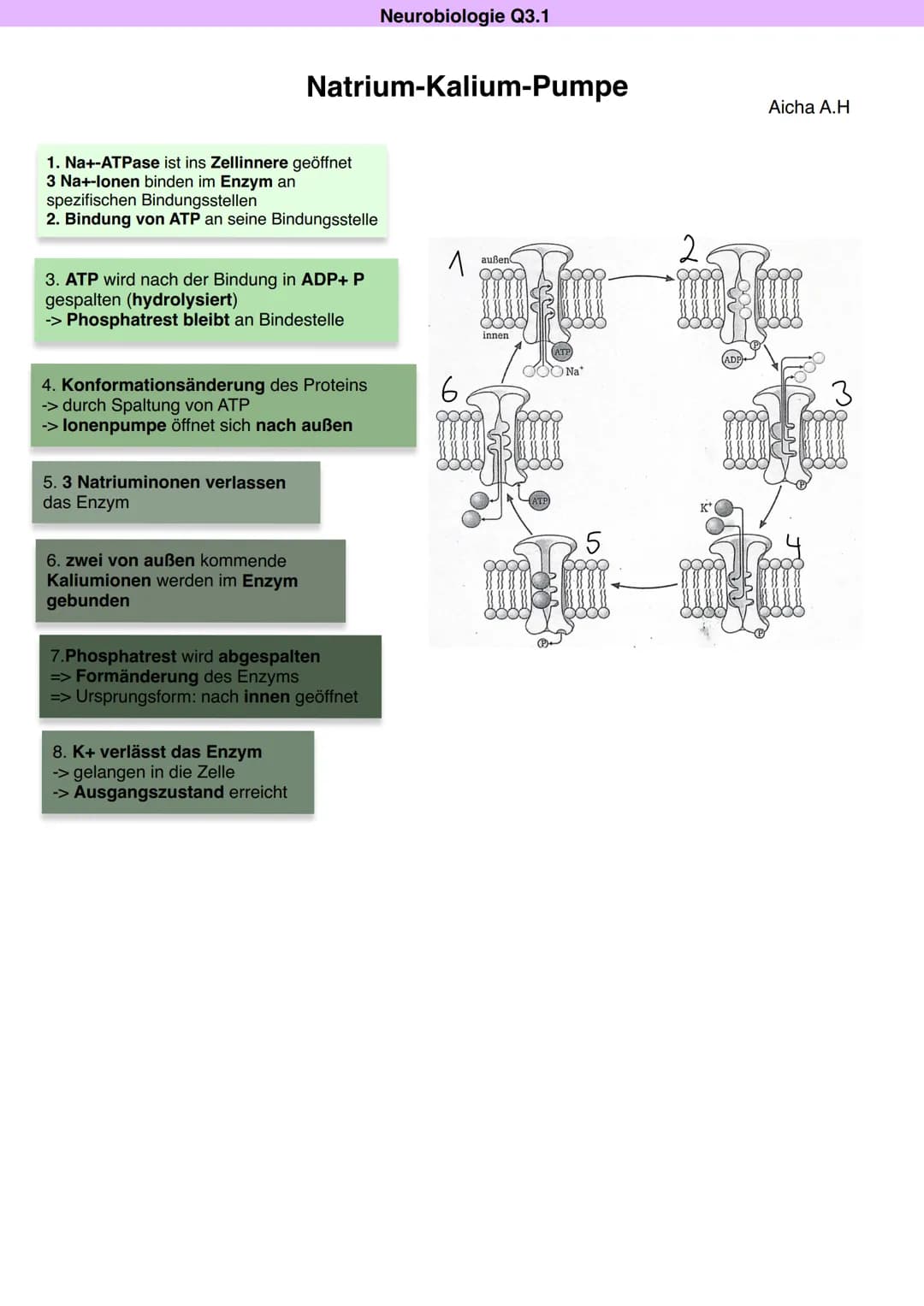 # Q3.1 Neurobiologie
Aicha A.H Neurobiologie Q3.1
Bau und Funktion der Nervenzelle
Aicha A.H
DAS NEURON (NERVENZELLE)
Motoneuron
Dentr