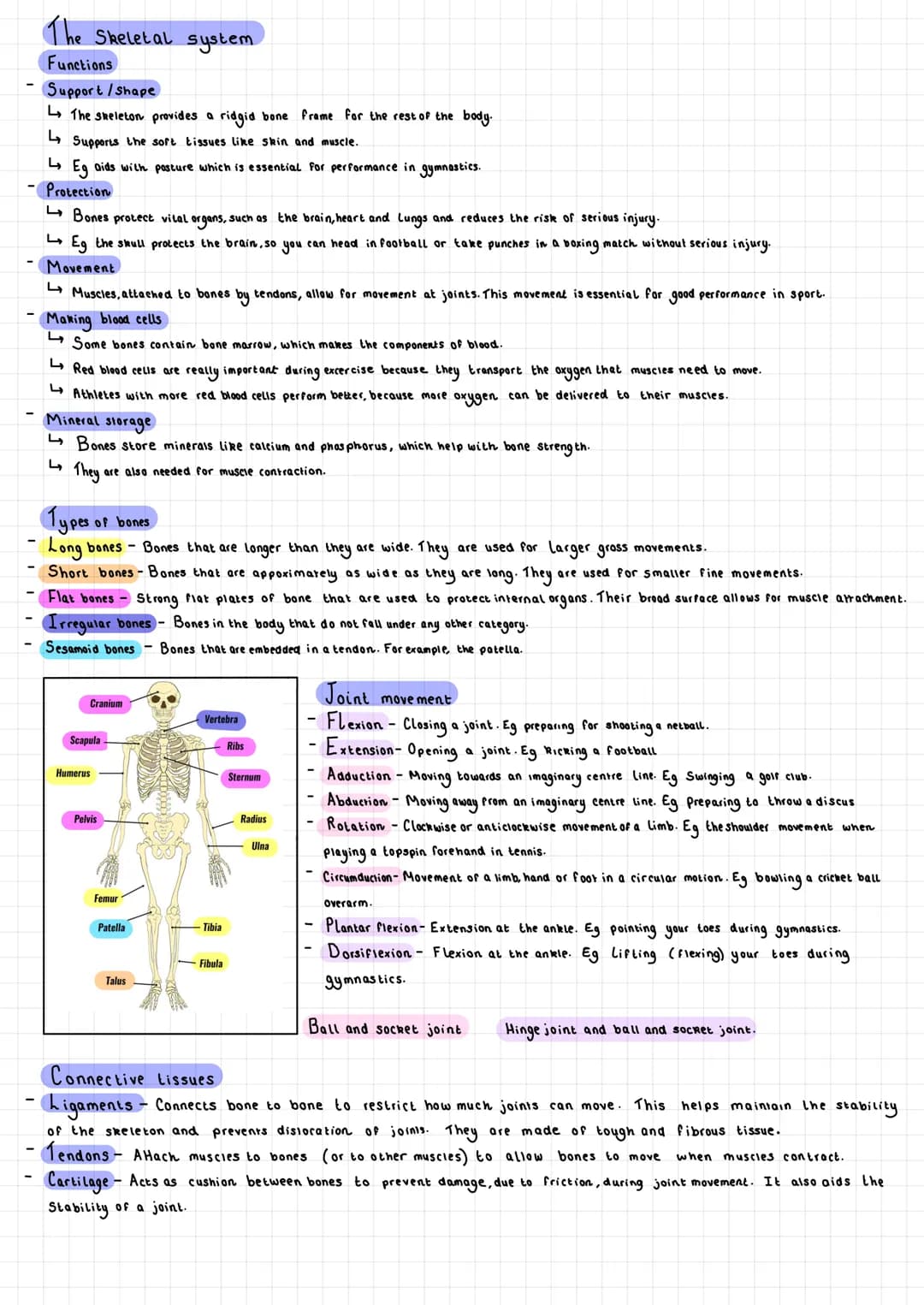 # The Skeletal system
Functions
Support/Shape
- The skeleton provides a ridgid bone frame for the rest of the body.
- L↳ Supports the sof