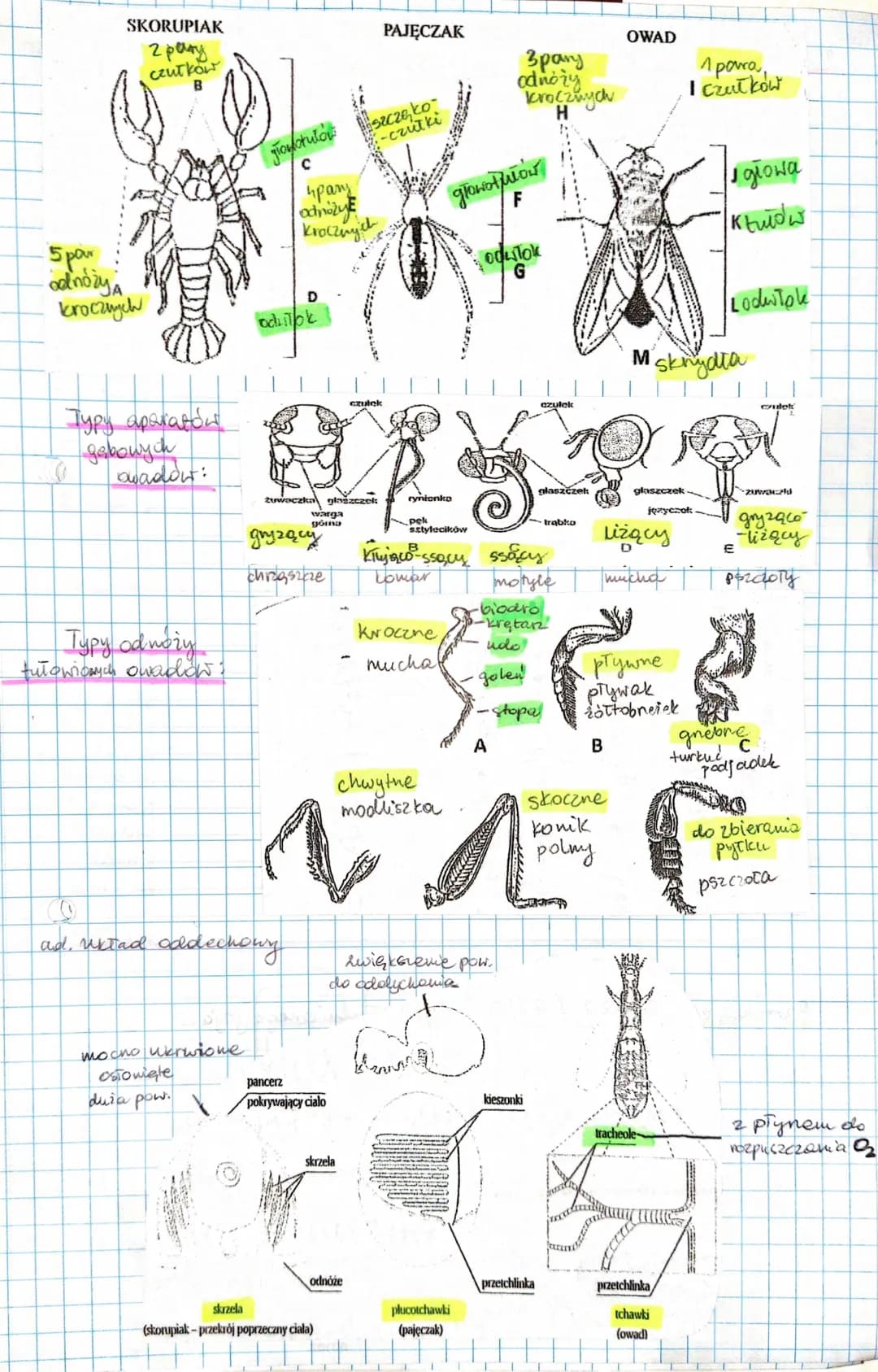 8. Stawonogi
Cechy ogólne i pokrycie cicia
- odcinki taqmy: głowa, tiów, odwłok głowotwór, odwick
- metameria heteronomiczna
- stawy
- miks