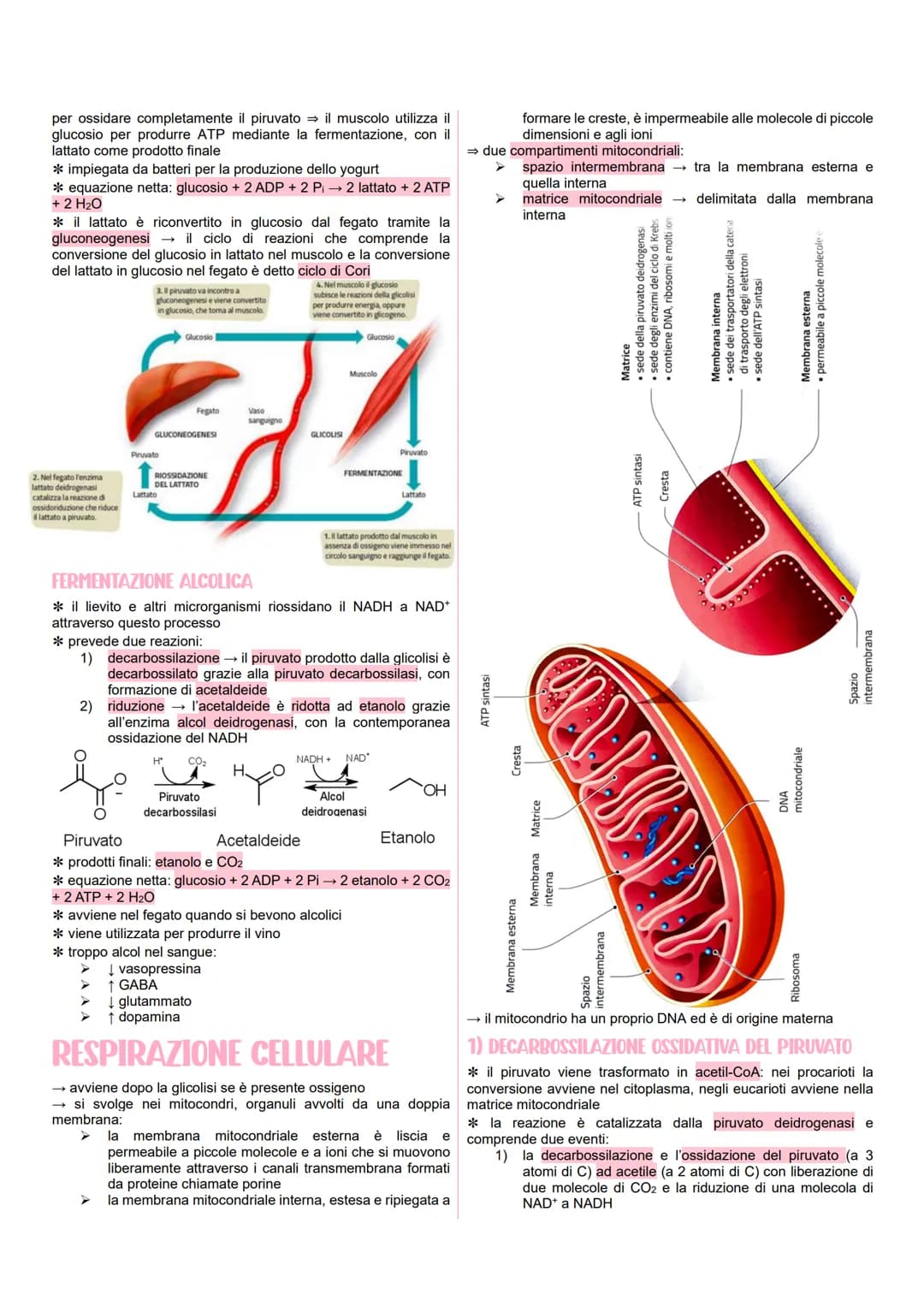 # METABOLISMO CELLULARE
LE VIE METABOLICHE
* al metabolismo energetico partecipano milioni di reazioni che
svolgono tre funzioni pri
