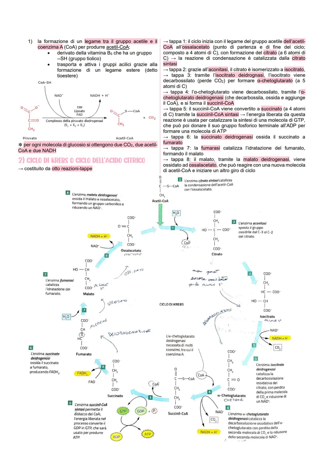# METABOLISMO CELLULARE
LE VIE METABOLICHE
* al metabolismo energetico partecipano milioni di reazioni che
svolgono tre funzioni pri