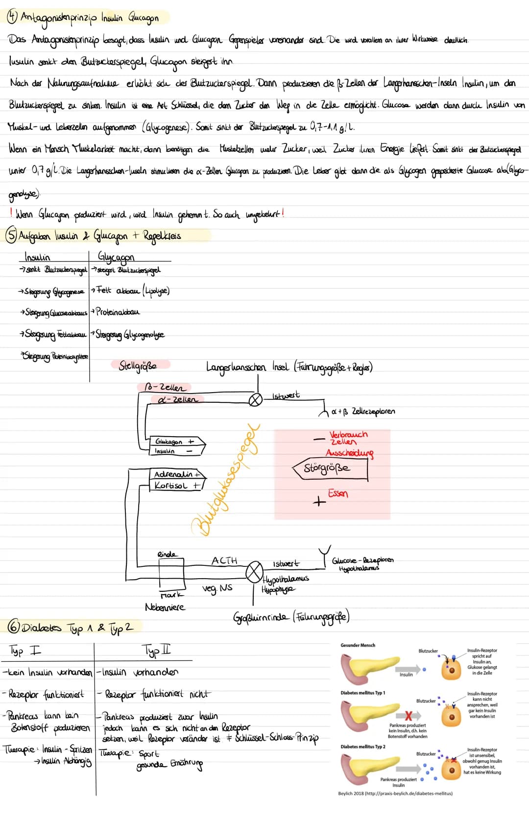 GL-Klausur II GESUNDHEITSLEHRE
Kann-Liste BG12 2. Klausur Q1
Themengebet Hormoneller Regelirns, Stresstation, Antagonistenpraz
Ich kann.
