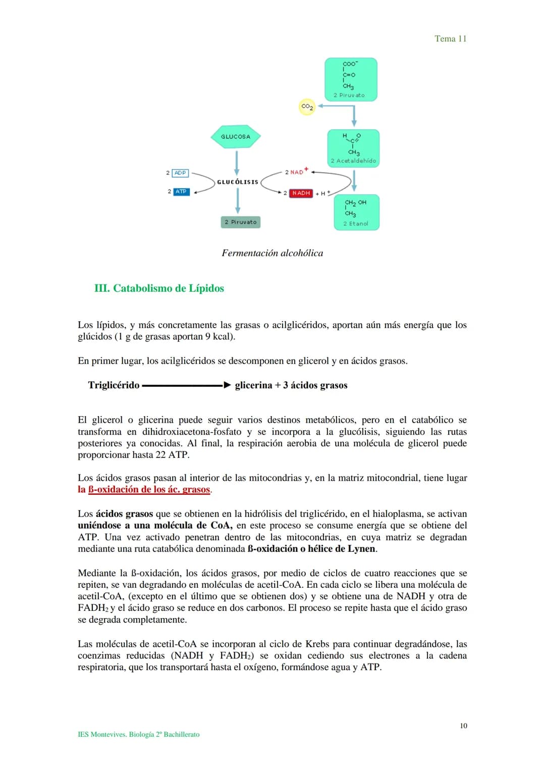 Tema 11 Metabolismo celular. Catabolismo
Tema 11
I. Introducción al catabolismo
Como hemos visto, el catabolismo es un
conjunto de reaccio