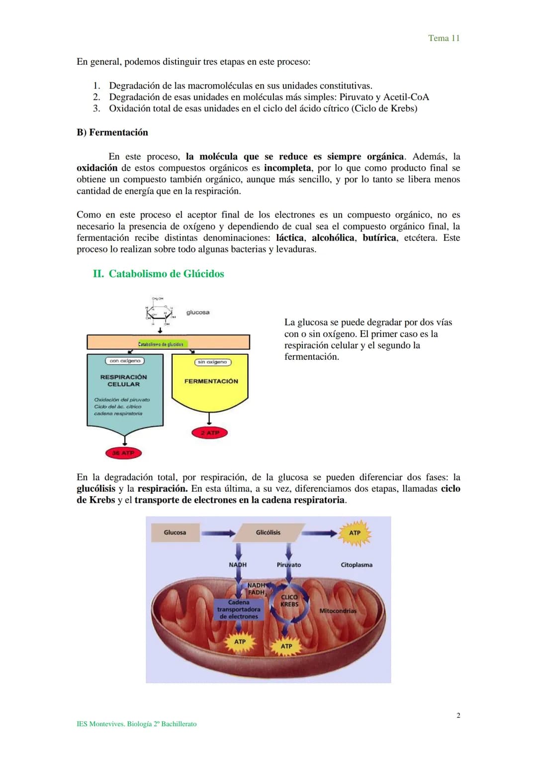 Tema 11 Metabolismo celular. Catabolismo
Tema 11
I. Introducción al catabolismo
Como hemos visto, el catabolismo es un
conjunto de reaccio