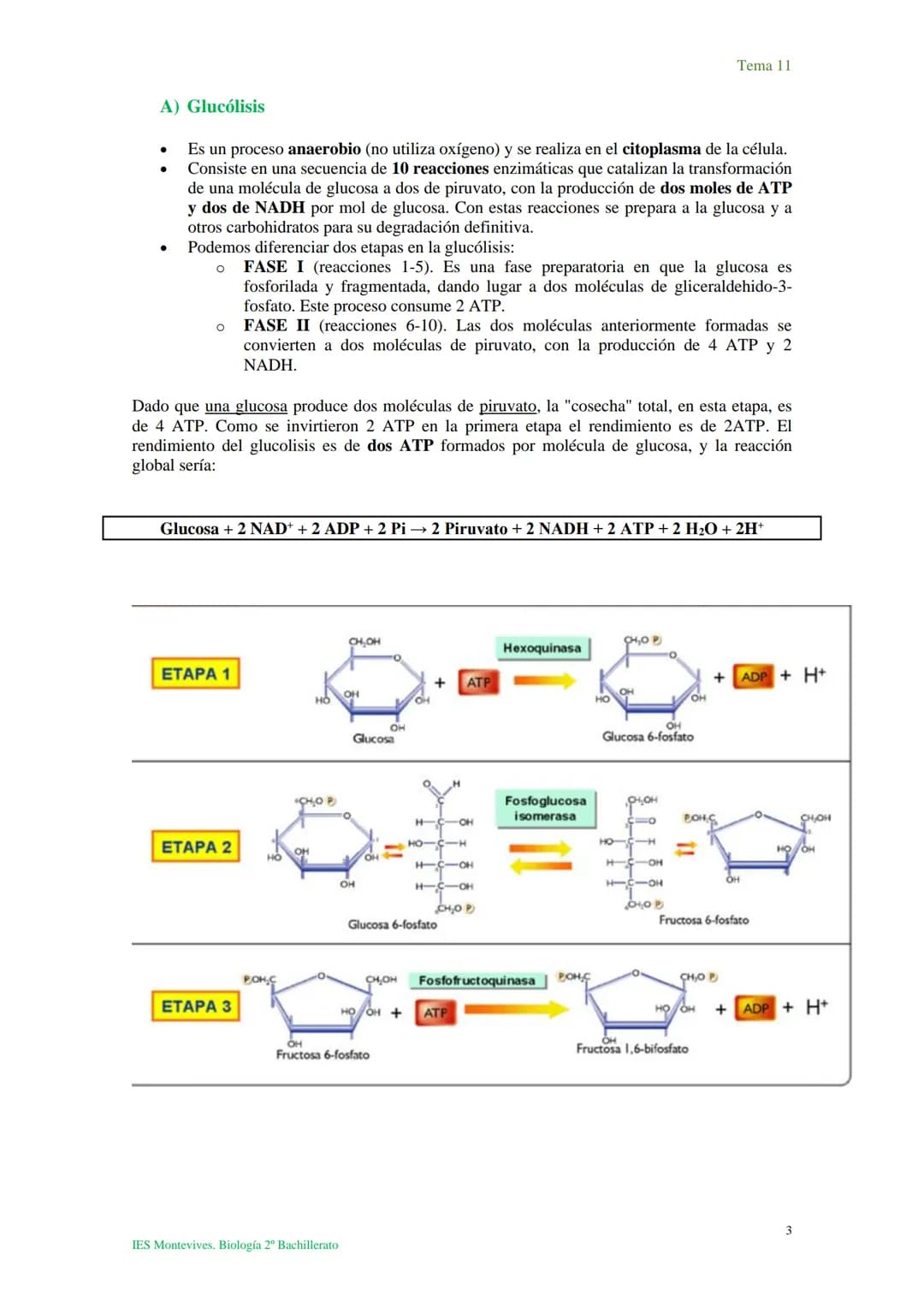 Tema 11 Metabolismo celular. Catabolismo
Tema 11
I. Introducción al catabolismo
Como hemos visto, el catabolismo es un
conjunto de reaccio