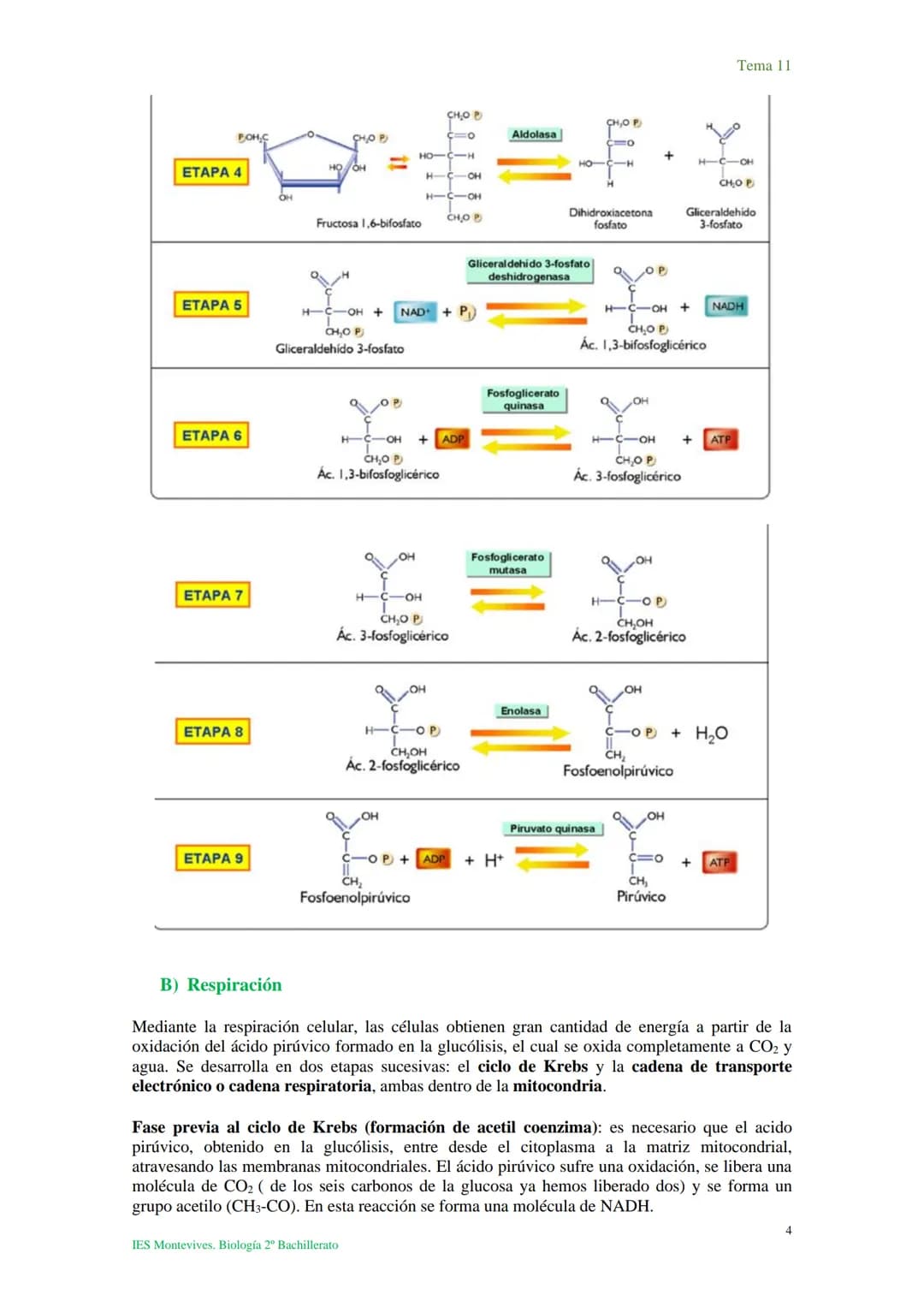 Tema 11 Metabolismo celular. Catabolismo
Tema 11
I. Introducción al catabolismo
Como hemos visto, el catabolismo es un
conjunto de reaccio
