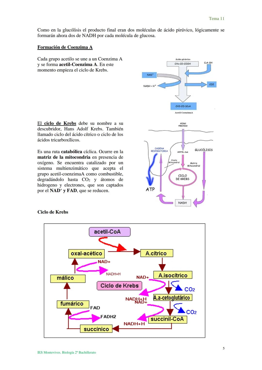 Tema 11 Metabolismo celular. Catabolismo
Tema 11
I. Introducción al catabolismo
Como hemos visto, el catabolismo es un
conjunto de reaccio