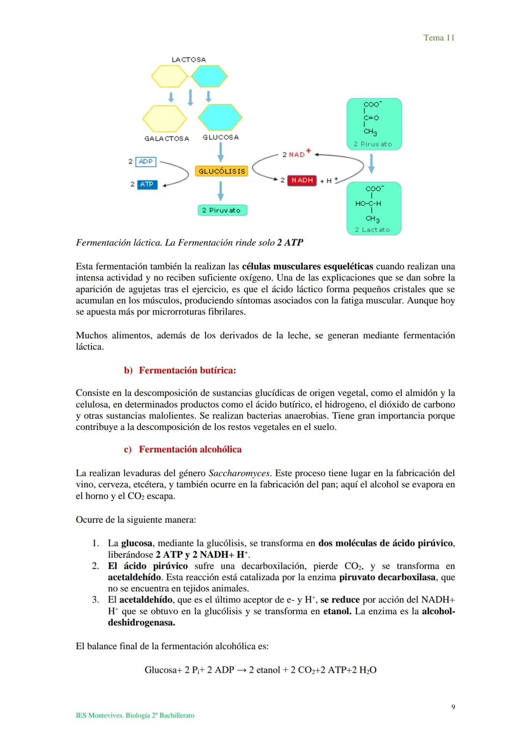 Tema 11 Metabolismo celular. Catabolismo
Tema 11
I. Introducción al catabolismo
Como hemos visto, el catabolismo es un
conjunto de reaccio