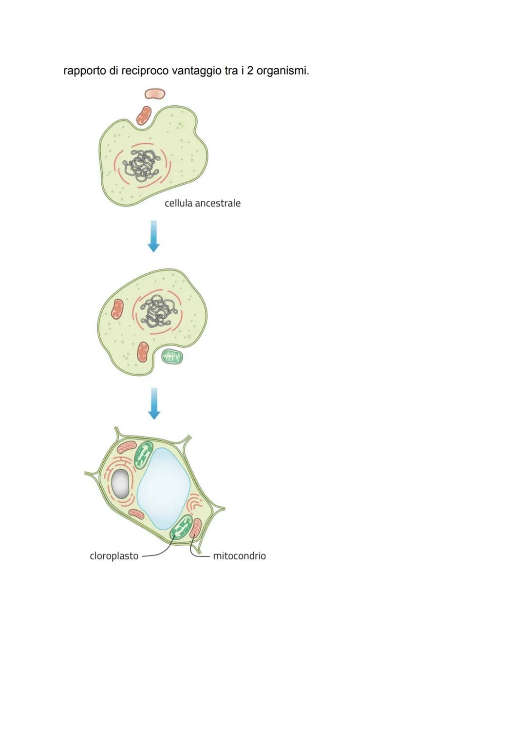 # LA CELLULA
GRADO DI COMPLESSITÀ DELLA MATERIA VIVENTE
↳ 1. ATOMO
2. MOLECOLA
3. BIOMOLECOLA
4. CELLULA (la più piccola parte dell'ess