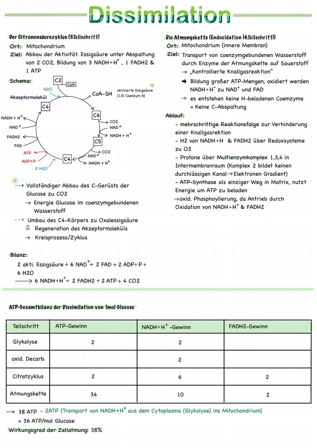 <h2>Orte der Zellatmung</h2>
<p>Zellatmung findet im Cytoplasma und im Mitochondrium statt. Das Mitochondrium ist ein stäbchenförmiges Zell