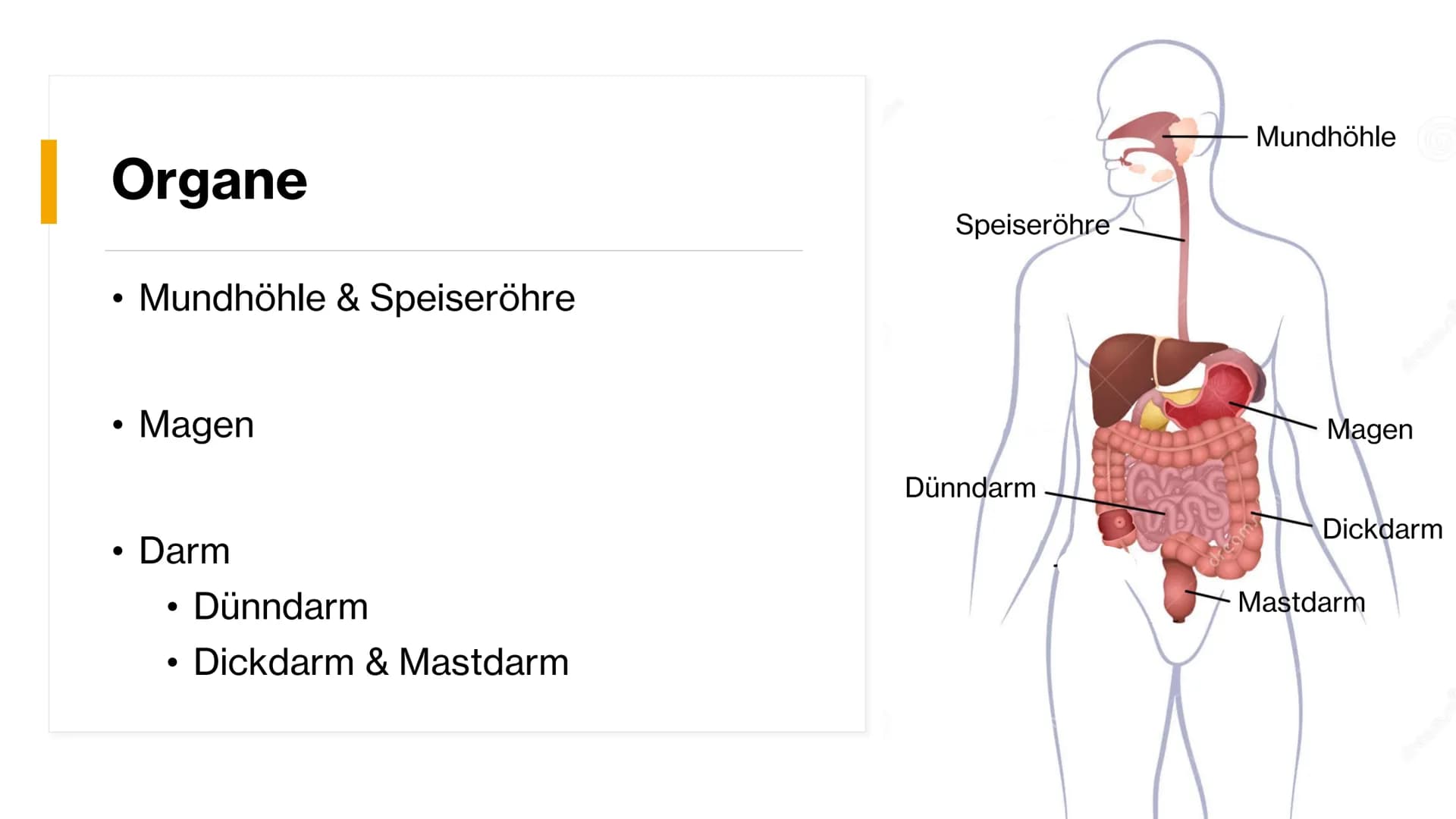 Magen-
Darm-Trakt # Gliederung
Definition
Organe
Mundhöhle & Speiseröhre
Magen
Darm
Quellen X
+
٥٠٠
Definition
• Alle Teile des Kör