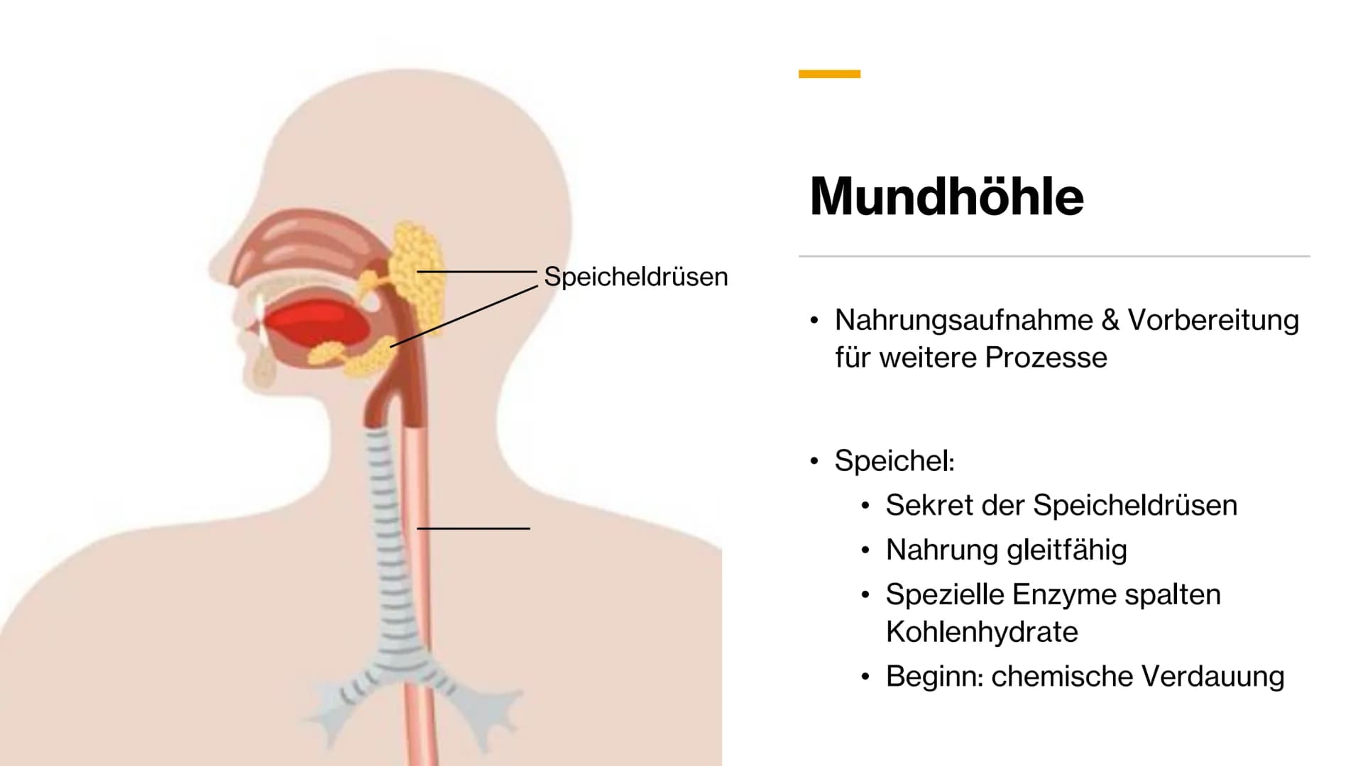 Magen-
Darm-Trakt # Gliederung
Definition
Organe
Mundhöhle & Speiseröhre
Magen
Darm
Quellen X
+
٥٠٠
Definition
• Alle Teile des Kör
