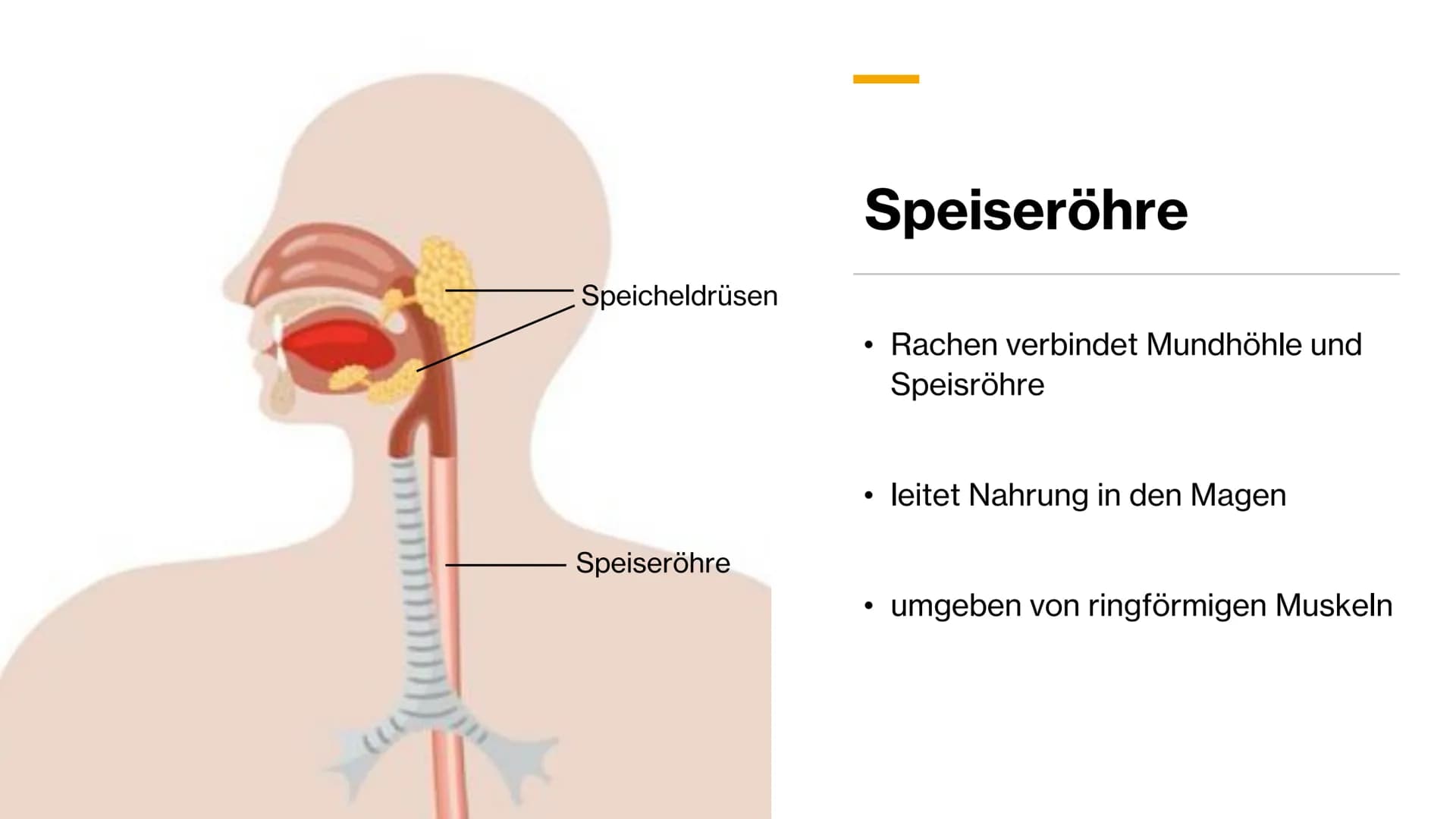 Magen-
Darm-Trakt # Gliederung
Definition
Organe
Mundhöhle & Speiseröhre
Magen
Darm
Quellen X
+
٥٠٠
Definition
• Alle Teile des Kör