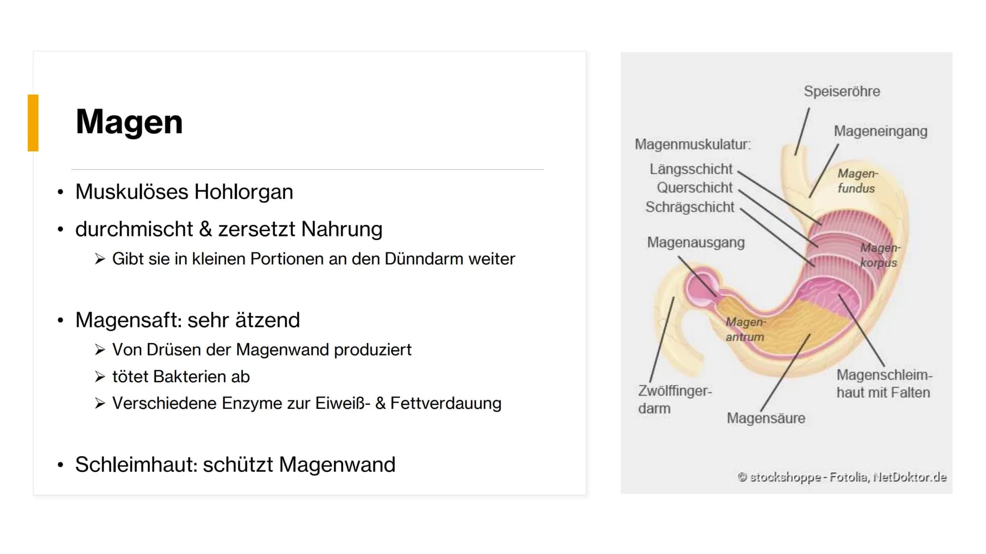 Magen-
Darm-Trakt # Gliederung
Definition
Organe
Mundhöhle & Speiseröhre
Magen
Darm
Quellen X
+
٥٠٠
Definition
• Alle Teile des Kör