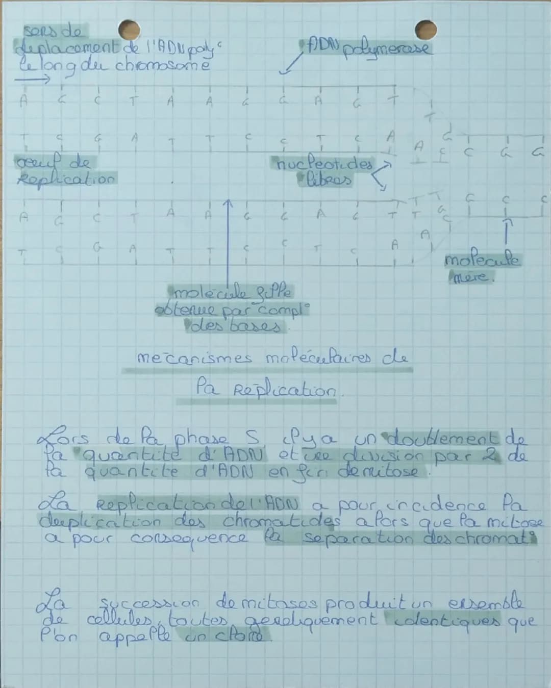 # 1 spe SVT
chap 2 Pa Replication de l'ADN
Comment passet on d'us
ane chromatide a
'on d'un chromosome a
des chromosomes a 2
chromatides d