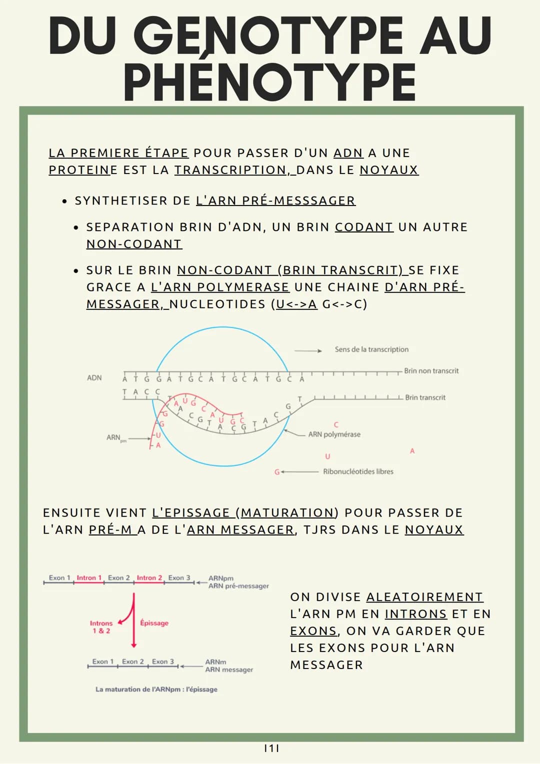 DU GENOTYPE AU
PHENOTYPE
LA PREMIERE ÉTAPE POUR PASSER D'UN ADN A UNE
PROTEINE EST LA TRANSCRIPTION, DANS LE NOYAUX
• SYNTHETISER DE L'ARN
