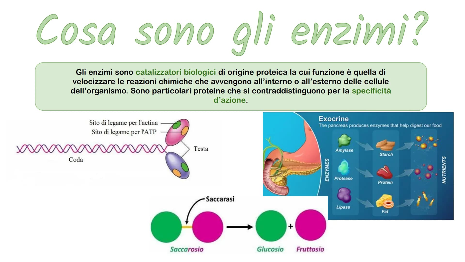 Gli enzimi # Cosa sono gli enzimi?
Gli enzimi sono catalizzatori biologici di origine proteica la cui funzione è quella di
velocizzare le r