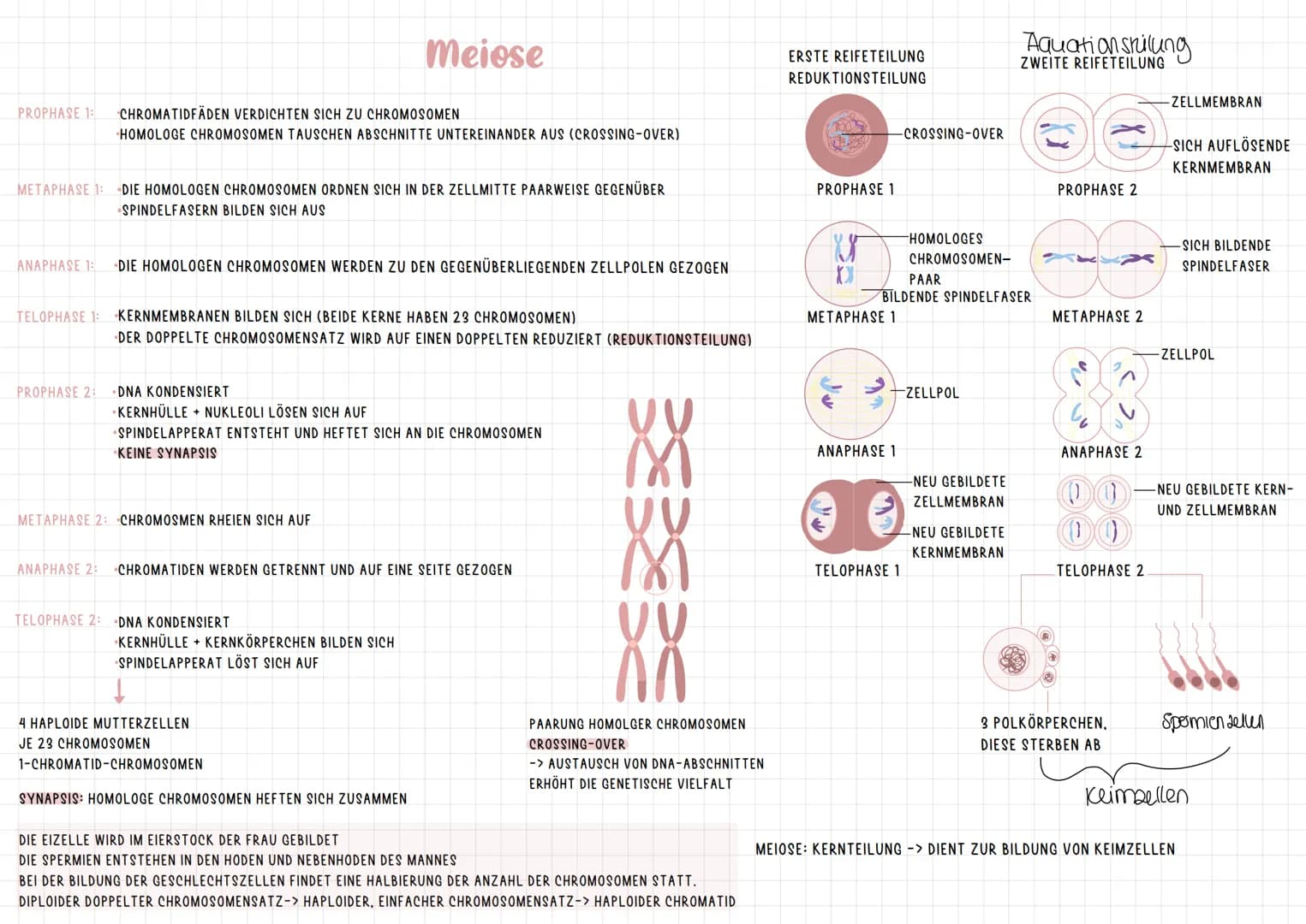 # Chromosomen
CHROMATID: ZWEI IDENTISCHE CHROMATIDEN BILDEN ZUSAMMEN EIN CHROMOSOM.
SIE SIND AM CENTROMER MITEINANDER VERBUNDEN.
CENTROMER