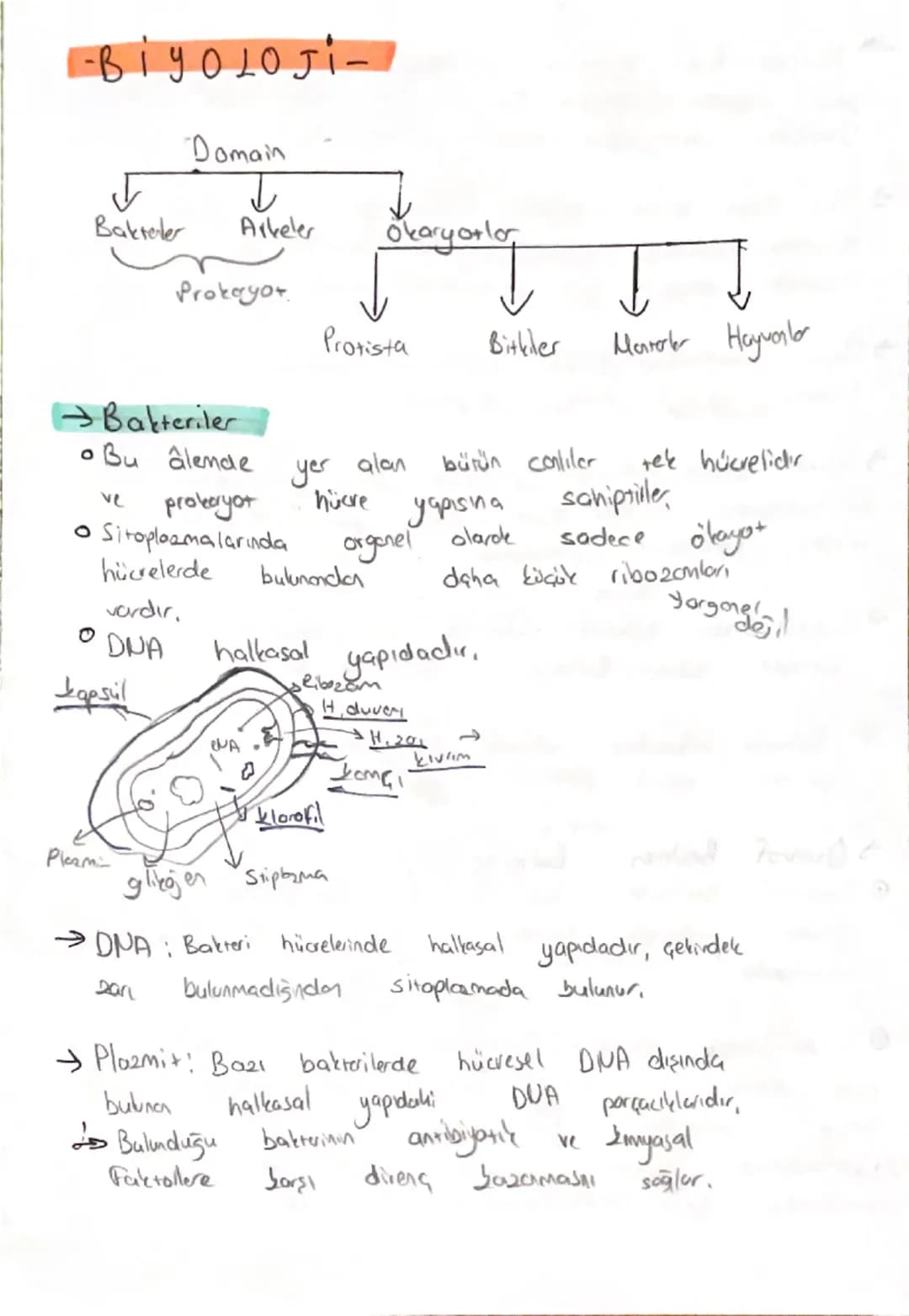 -BİYOLOJI-
Domain
Bakreler
↓
Arkeler
Okaryotlor
Prokayot
↓
Protista
Bitkiler
Marab Hayvanlar
→Bakteriler
• Bu âlende yer alan bütün con