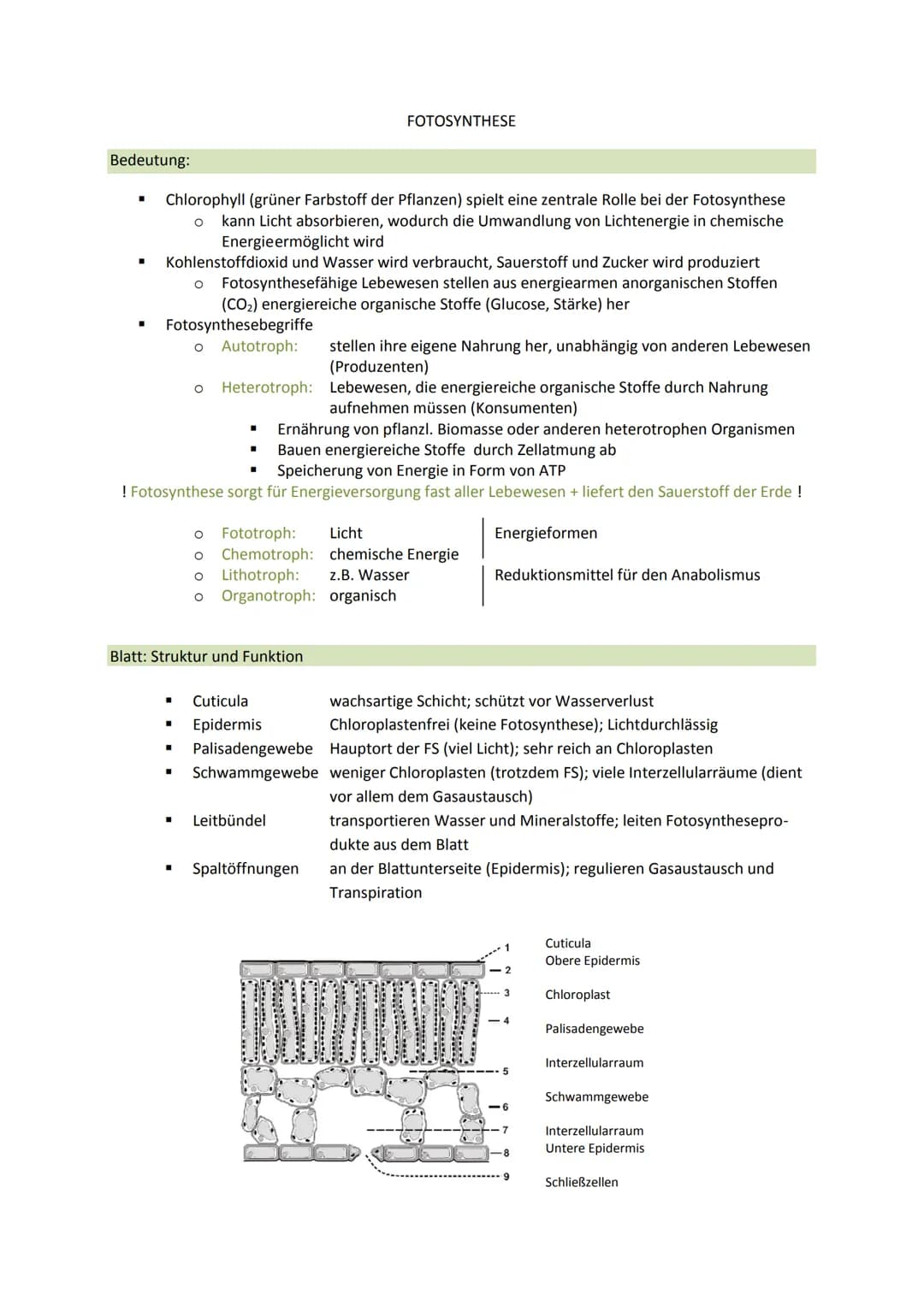 # FOTOSYNTHESE
Bedeutung:
* Chlorophyll (grüner Farbstoff der Pflanzen) spielt eine zentrale Rolle bei der Fotosynthese
* kann Lic