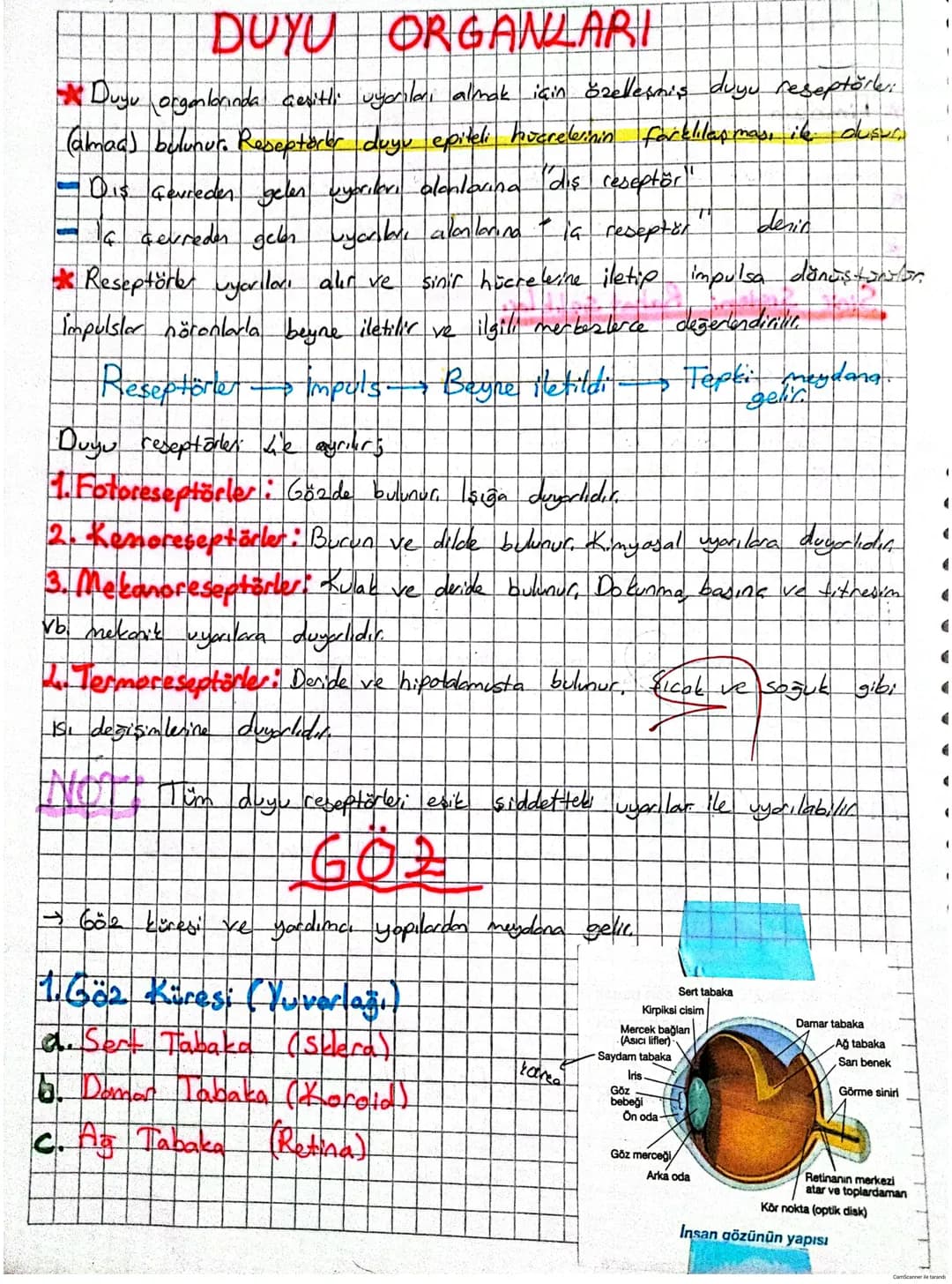 # DUYU ORGANLARI
* Duyu organlarında çeşitli uyarıları almak için özelleşmiş duyu reseptöre:
(almaa) bulunur. Reseptörer duyu epiteli