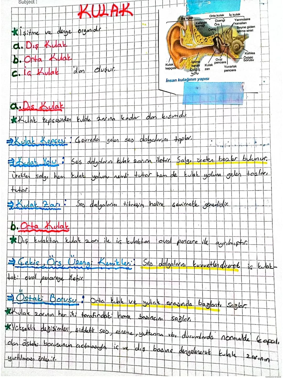 # DUYU ORGANLARI
* Duyu organlarında çeşitli uyarıları almak için özelleşmiş duyu reseptöre:
(almaa) bulunur. Reseptörer duyu epiteli