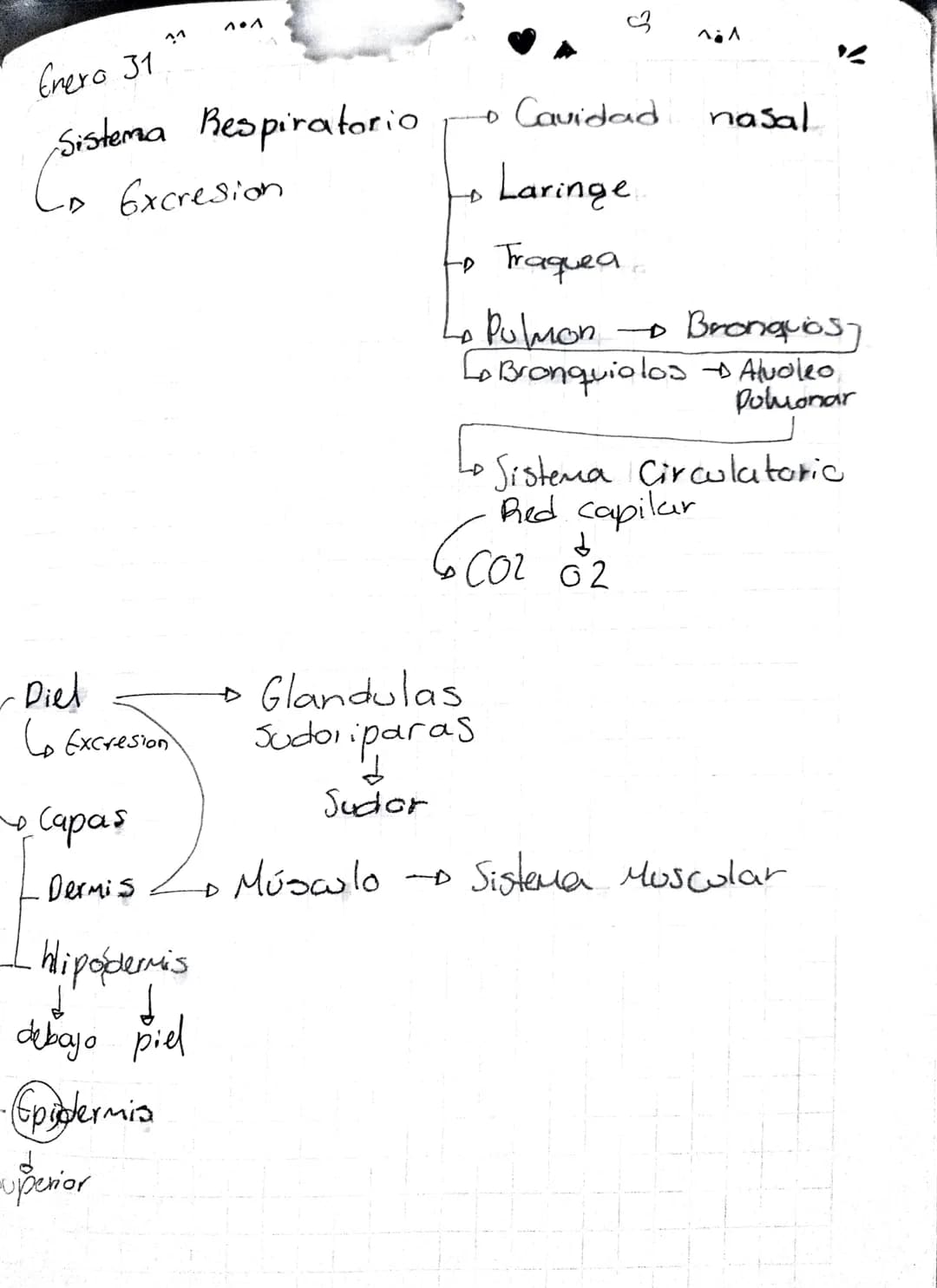 B
Sistemas
d
Organos
D
→ Excretor→Eliminar liquidos
Inmune Protección
Nervioso Neuronas
Endocrina Hormonas
Oseo
Sudar
Orina
Muscula