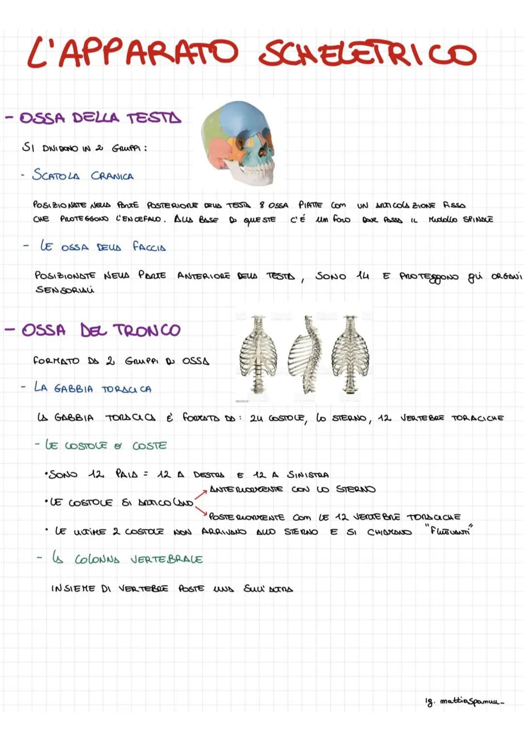 # L'APPARATO SCHELETRICO
- OSSA DELLA TESTA
SI DINIDONO IN 2 GRUPPI:
SCATOLA CRANICA
POSIZIONATE NEUS PARTE POSTERIORE DEUS TESTA 8 OSSA